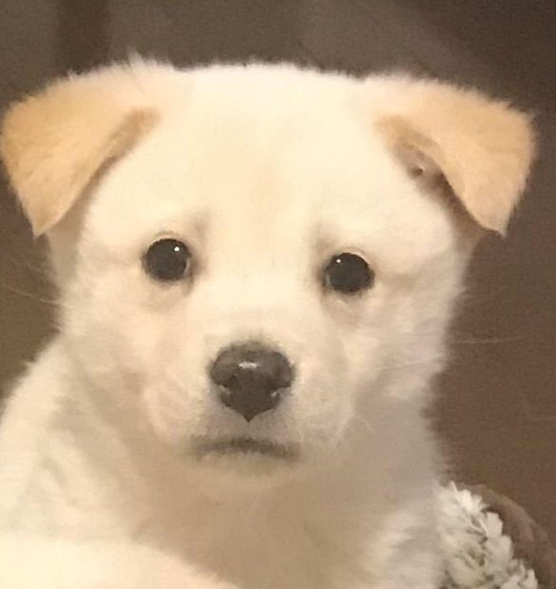 雑種（ミックス犬）・オスの里親募集の写真