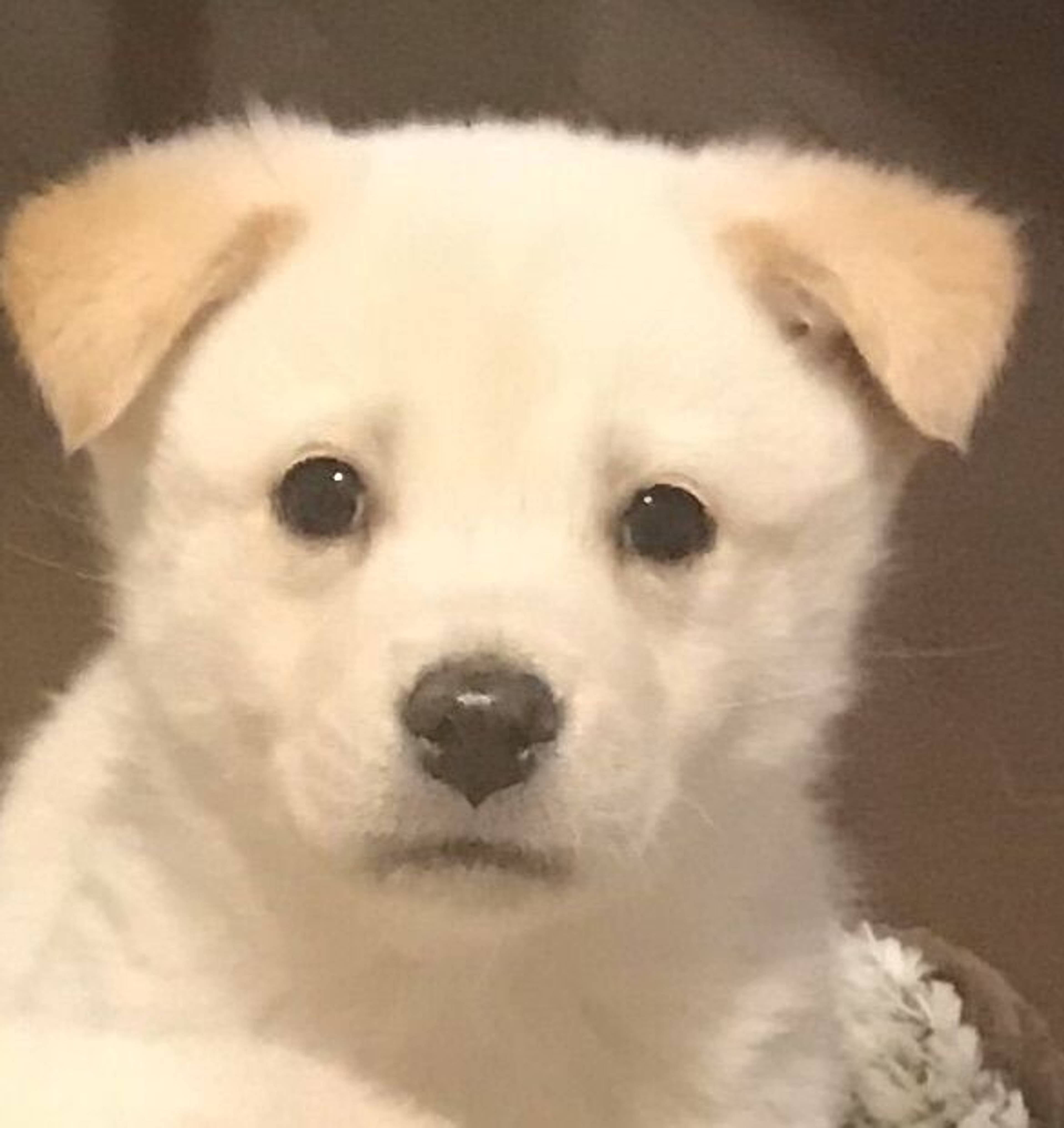 雑種（ミックス犬）・オスの里親募集の写真