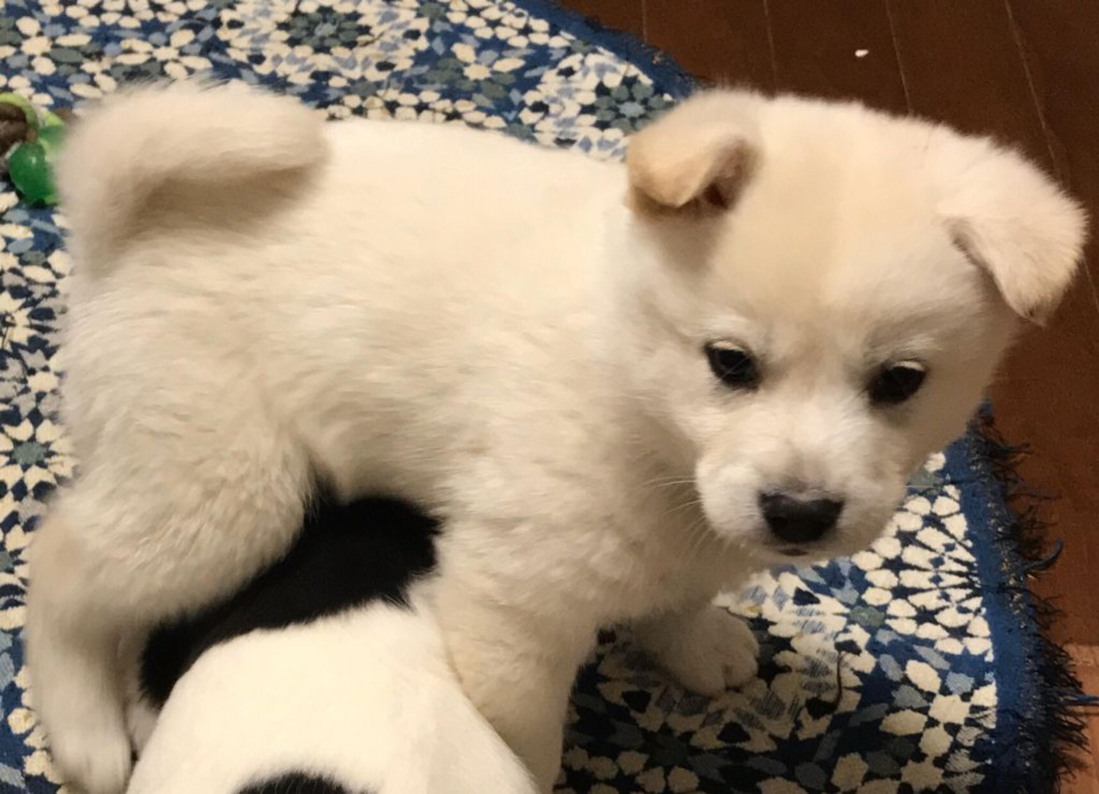 pet-image-2