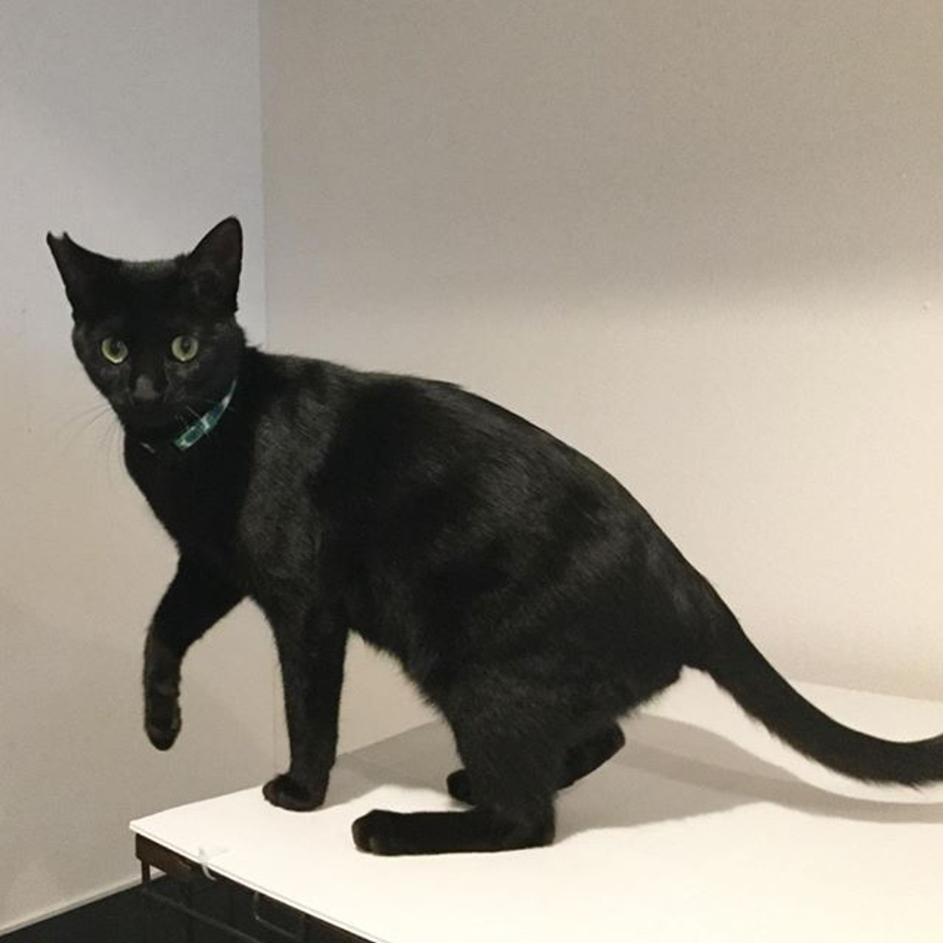 雑種（ミックス猫）・オスの里親募集の写真