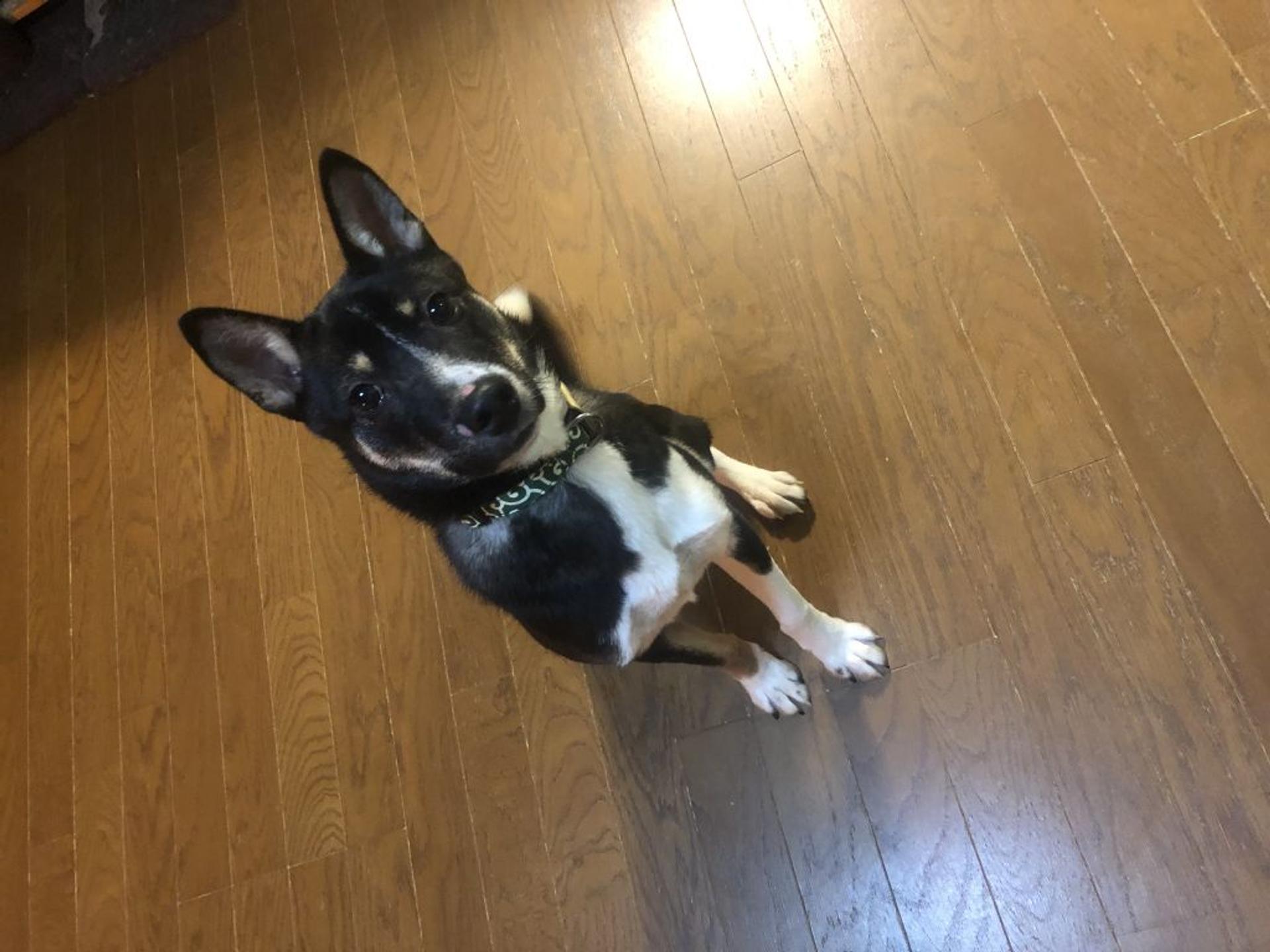 pet-image-2