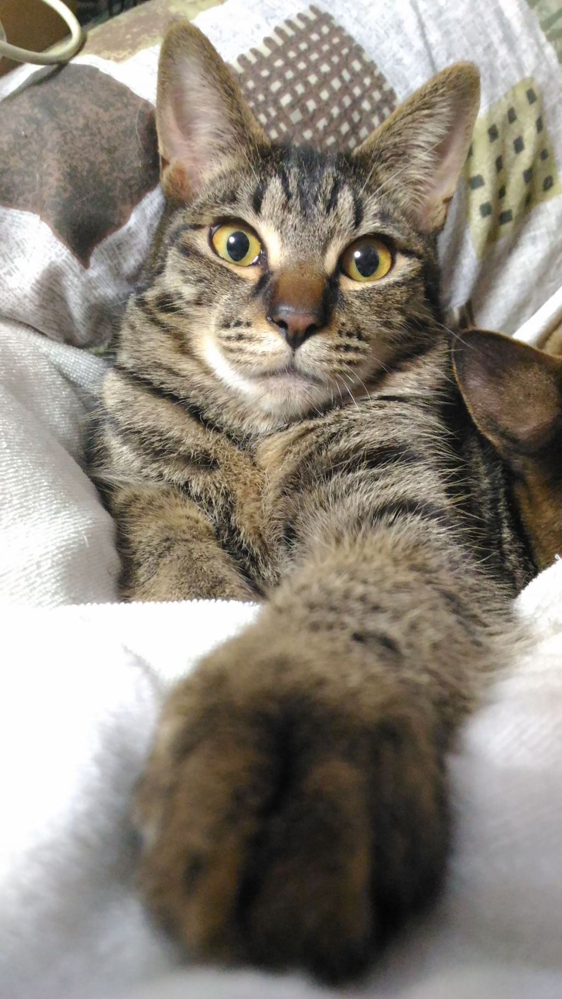 雑種（ミックス猫）・オスの里親募集の写真