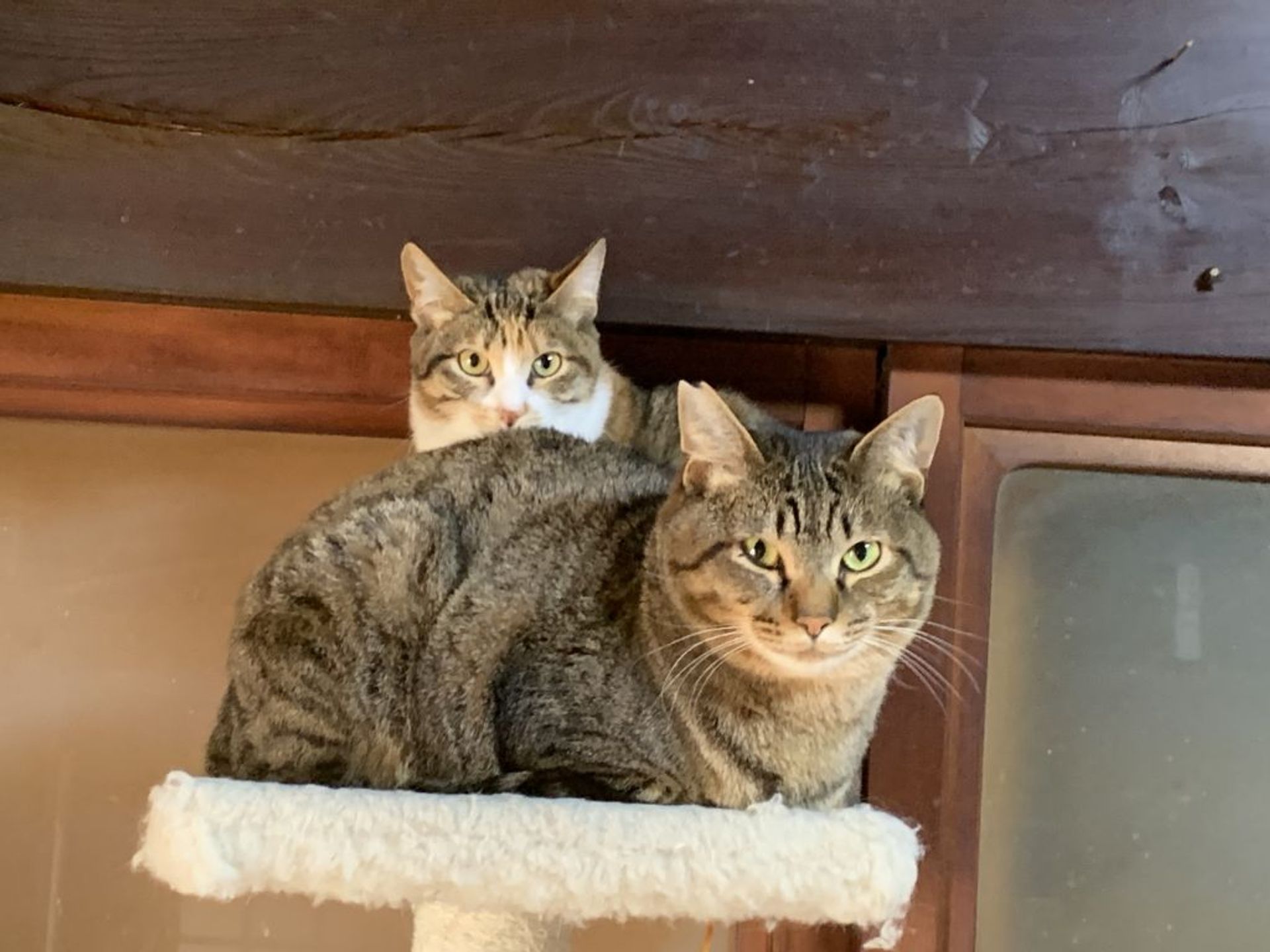 雑種（ミックス猫）・オスの里親募集の写真