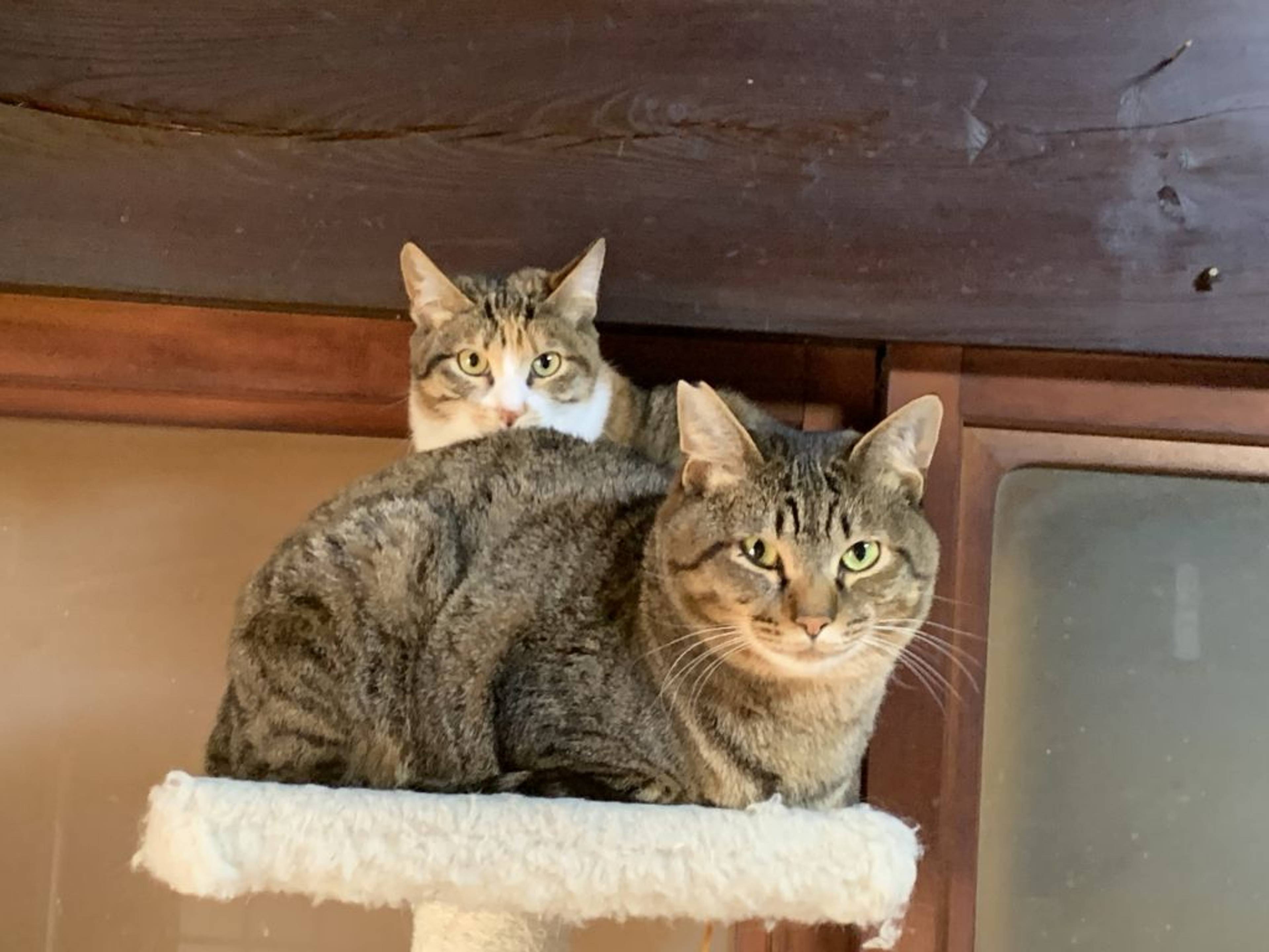 雑種（ミックス猫）・オスの里親募集の写真