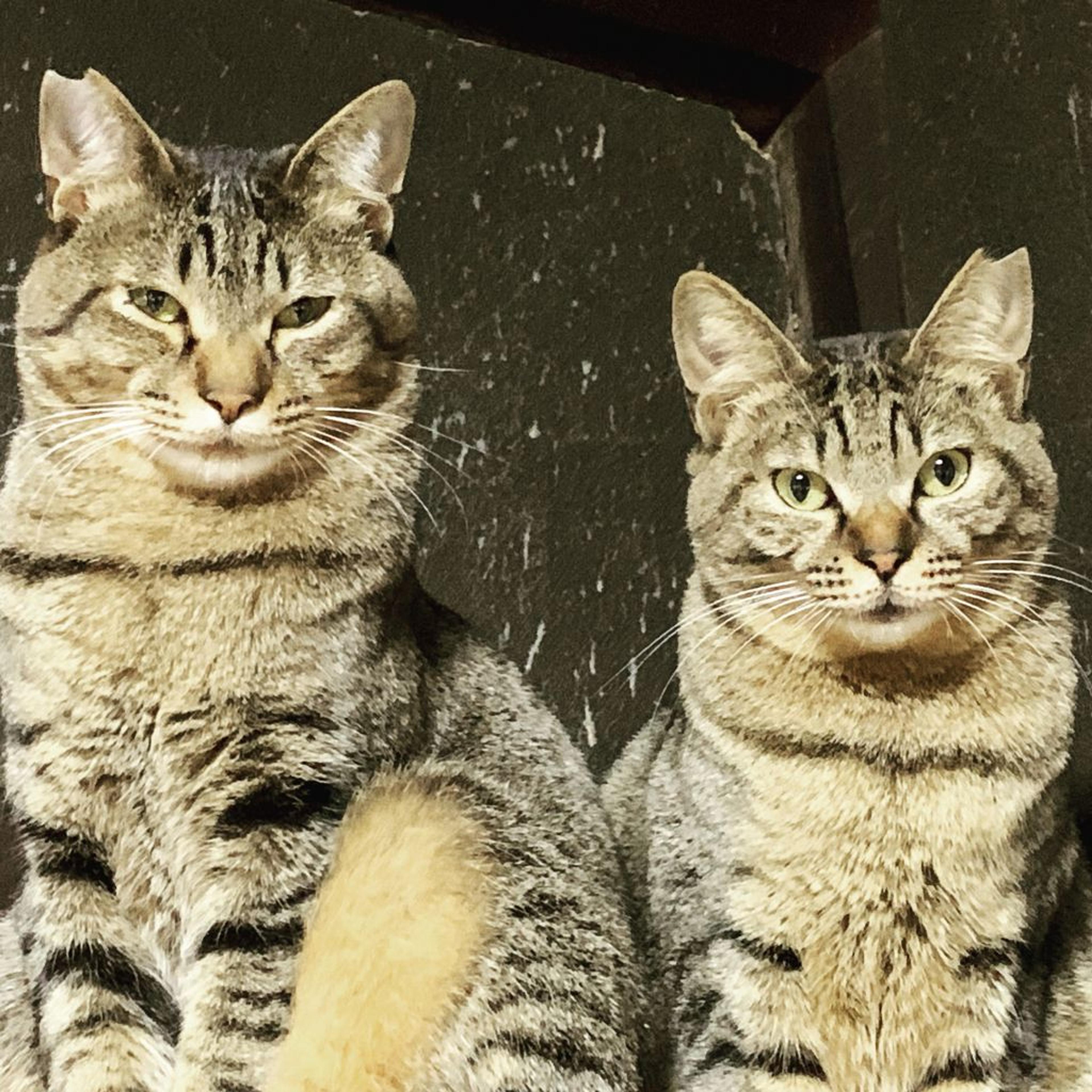 pet-image-3