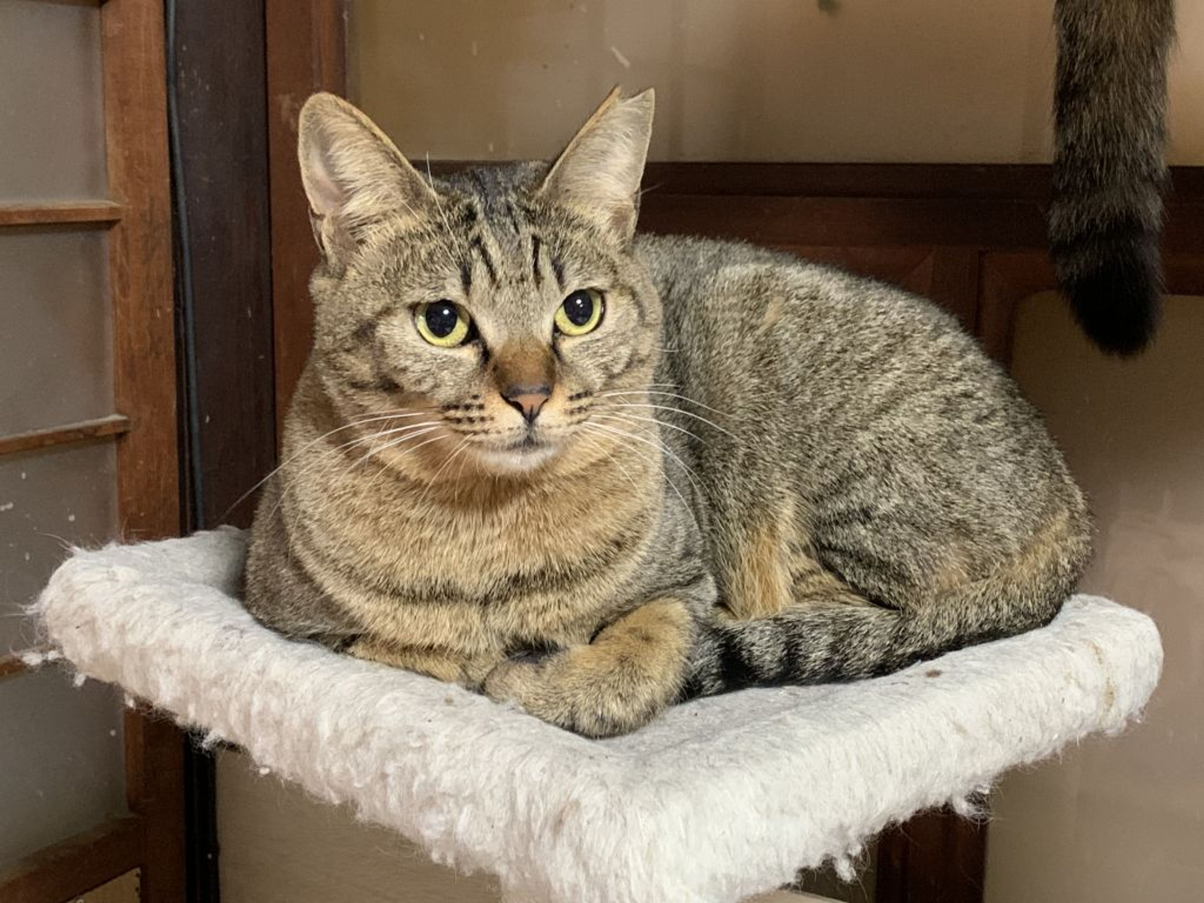 雑種（ミックス猫）・メスの里親募集の写真