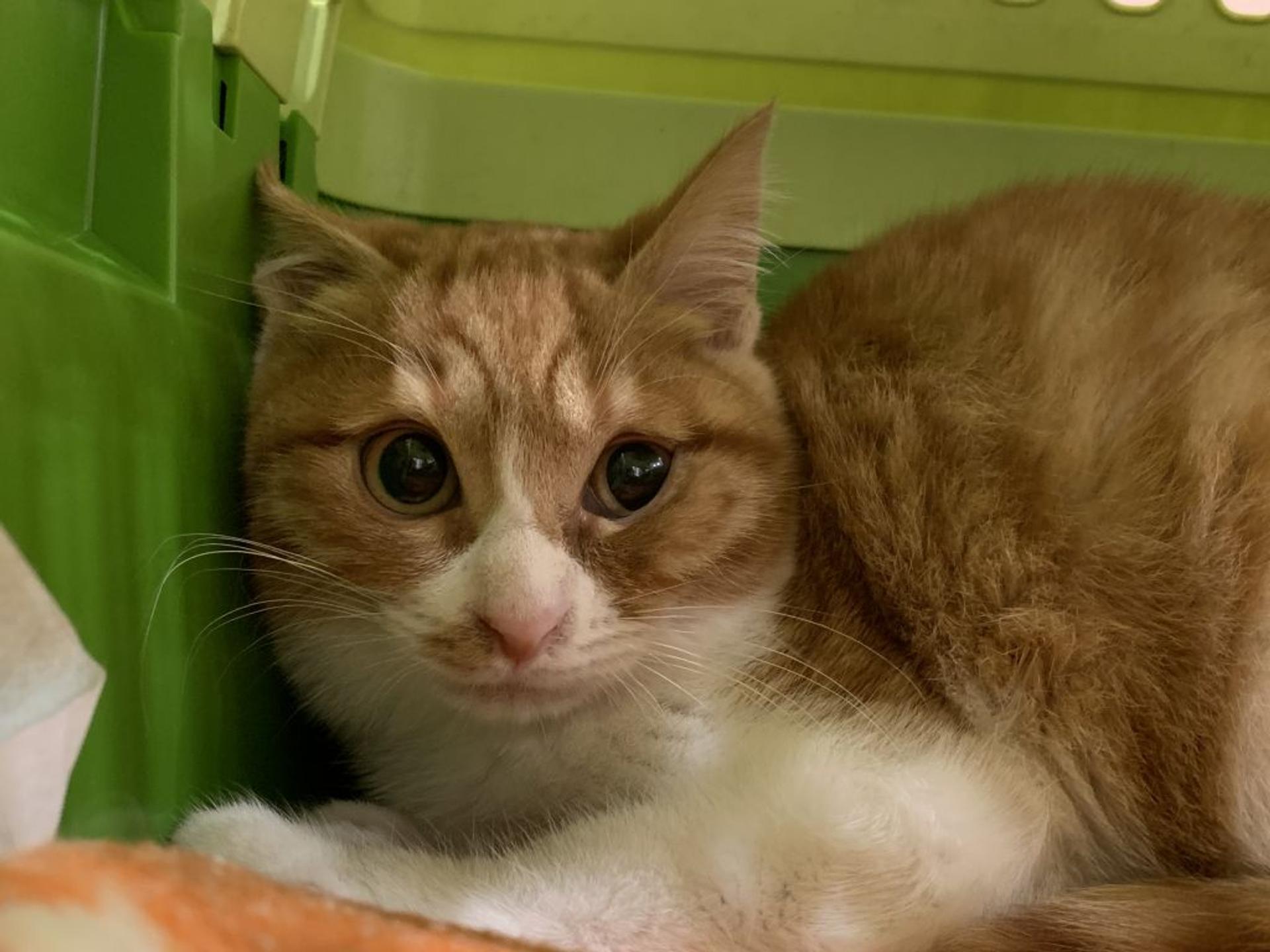 pet-image-2