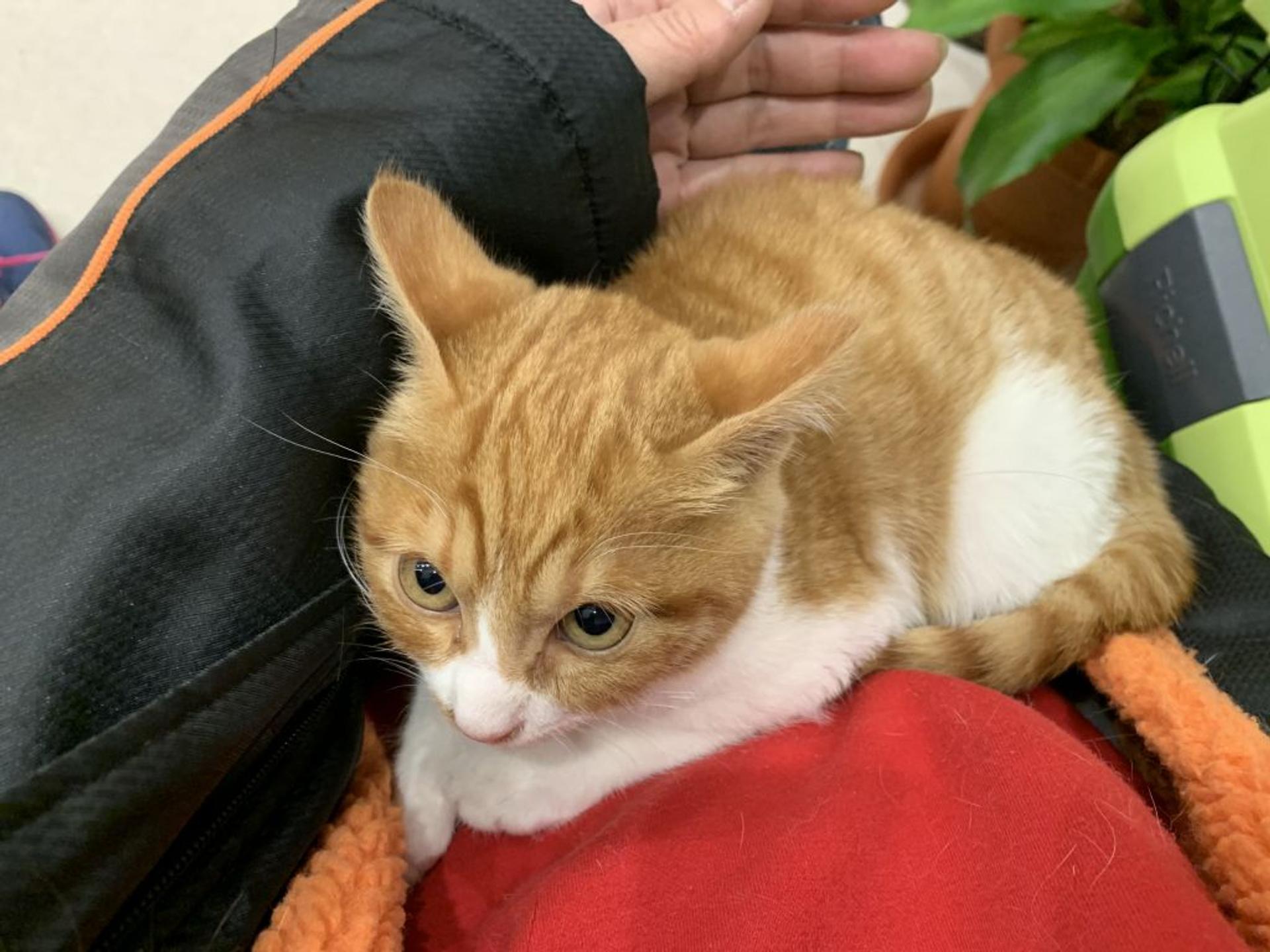 pet-image-3