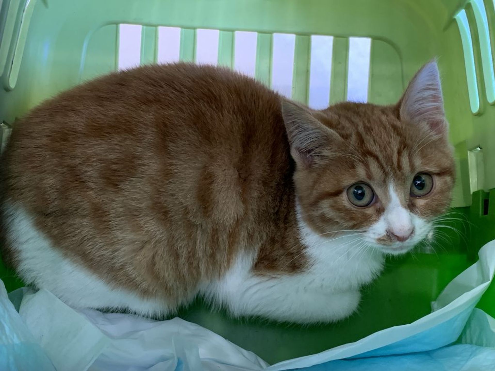 雑種（ミックス猫）・メスの里親募集の写真