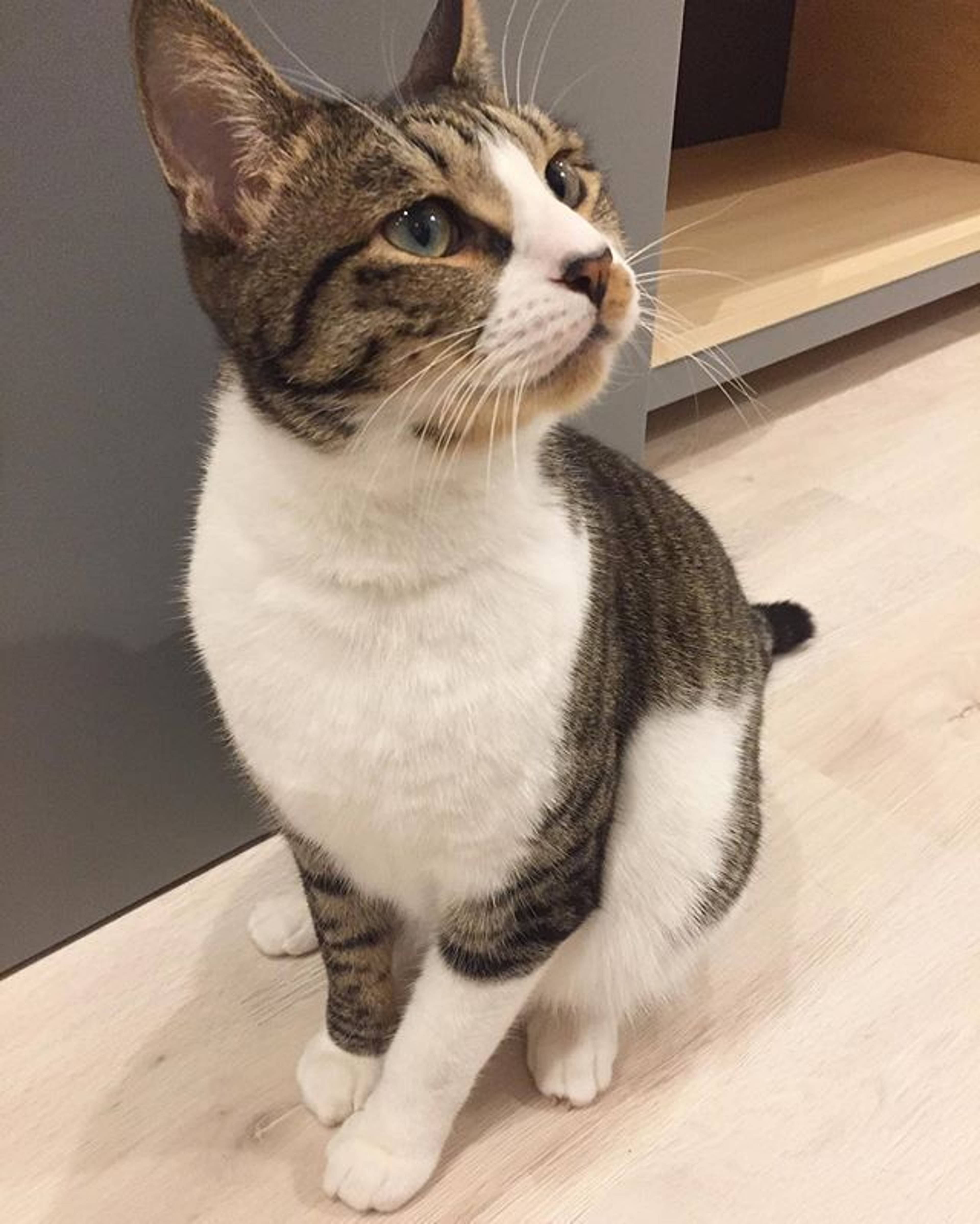 雑種（ミックス猫）・オスの里親募集の写真