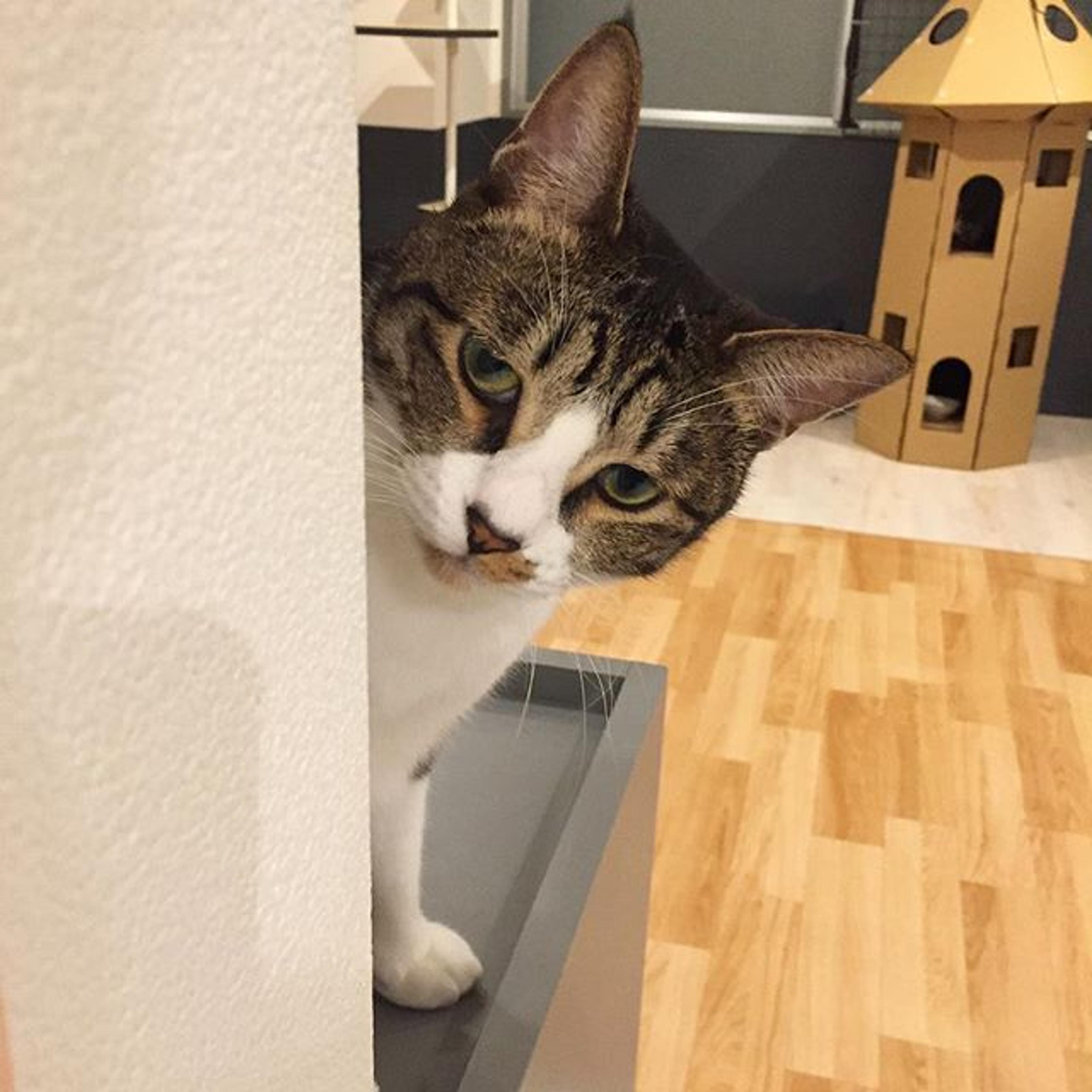 pet-image-3