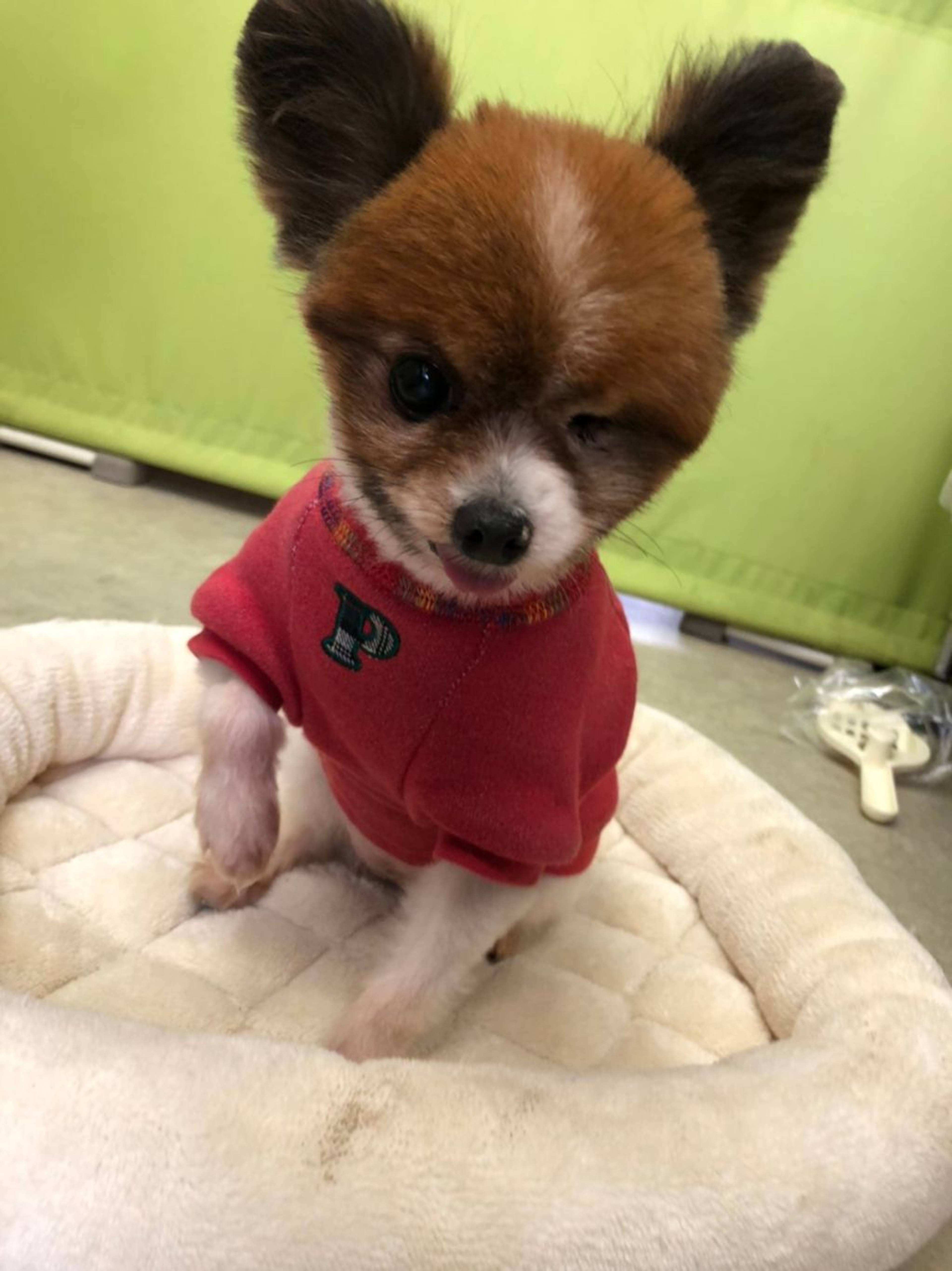 雑種（ミックス犬）・メスの里親募集の写真