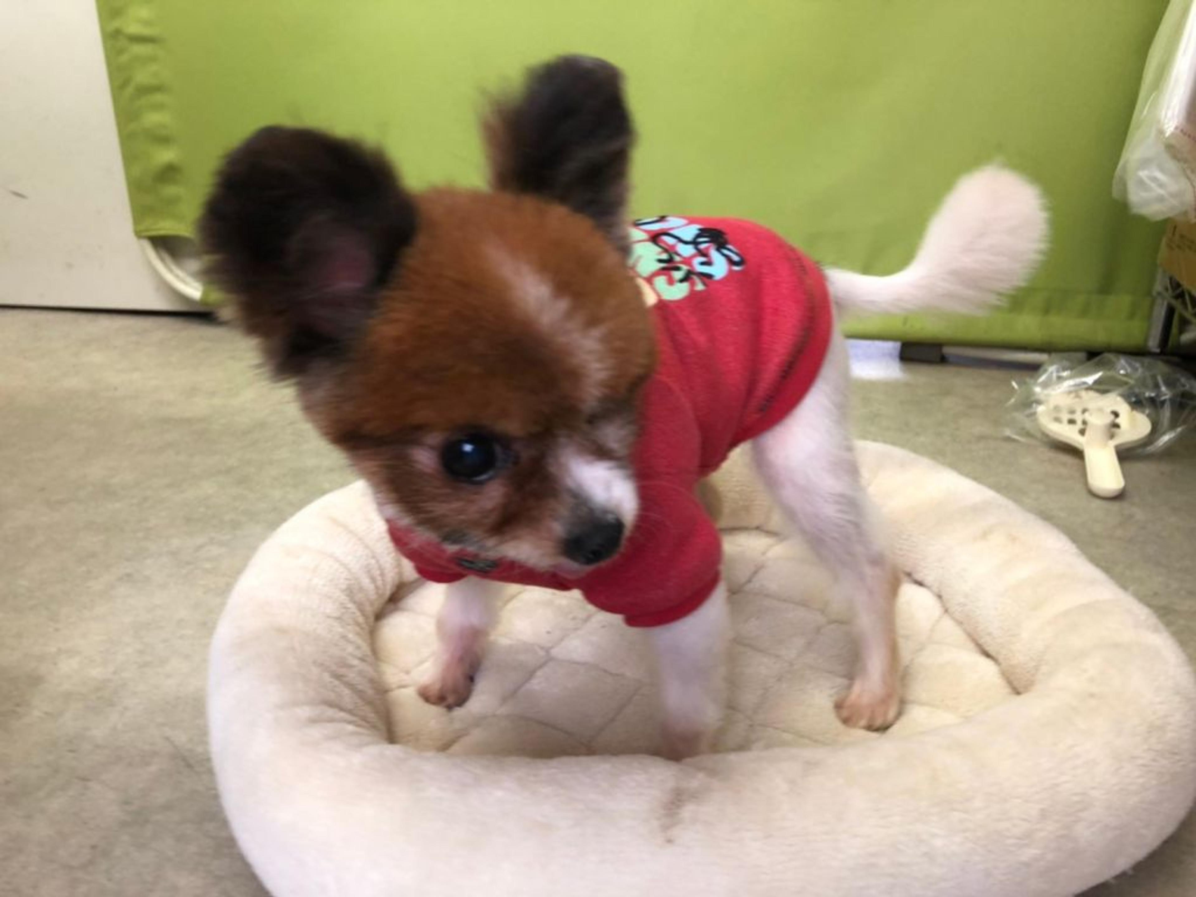 pet-image-3