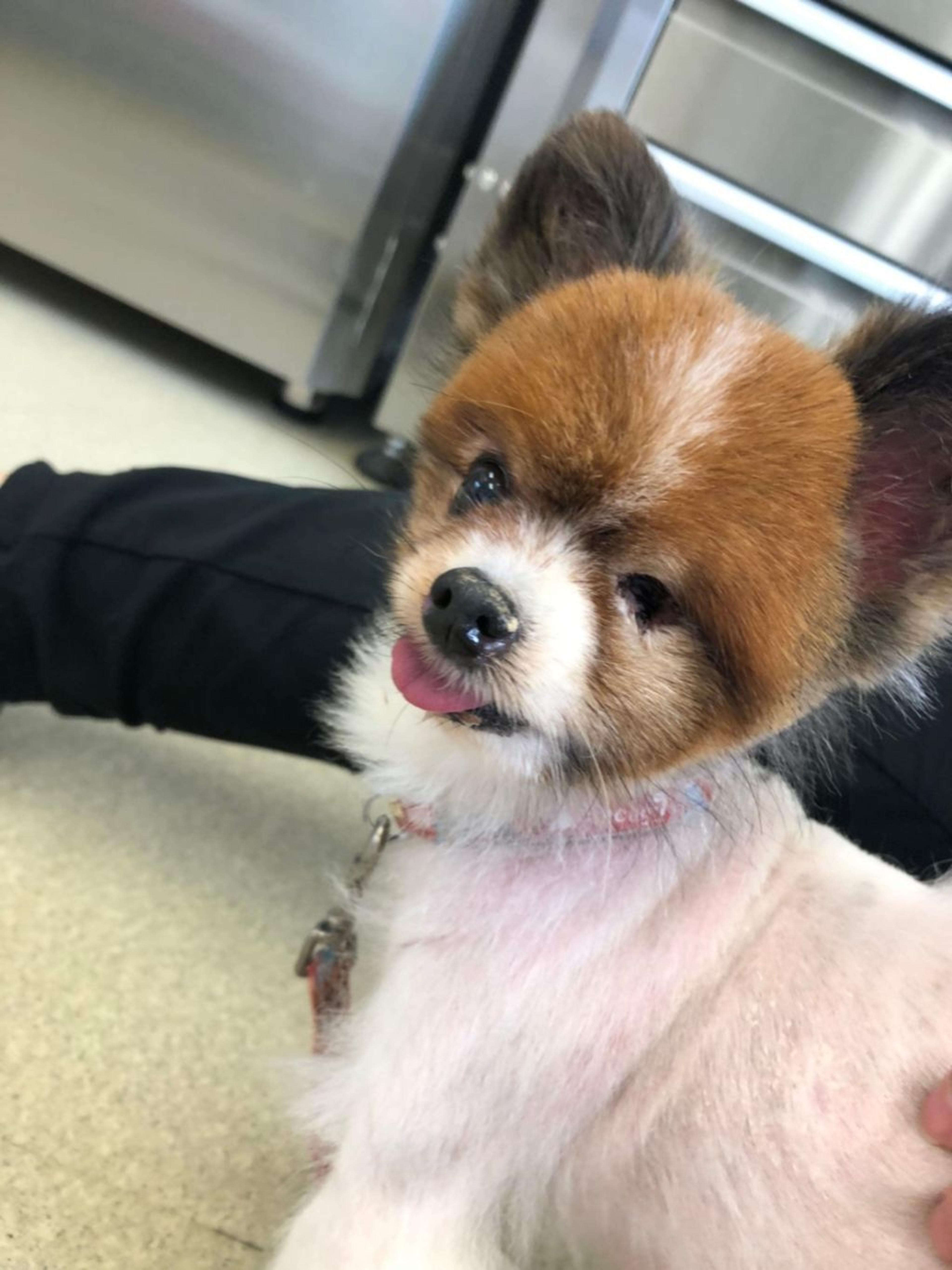 pet-image-4