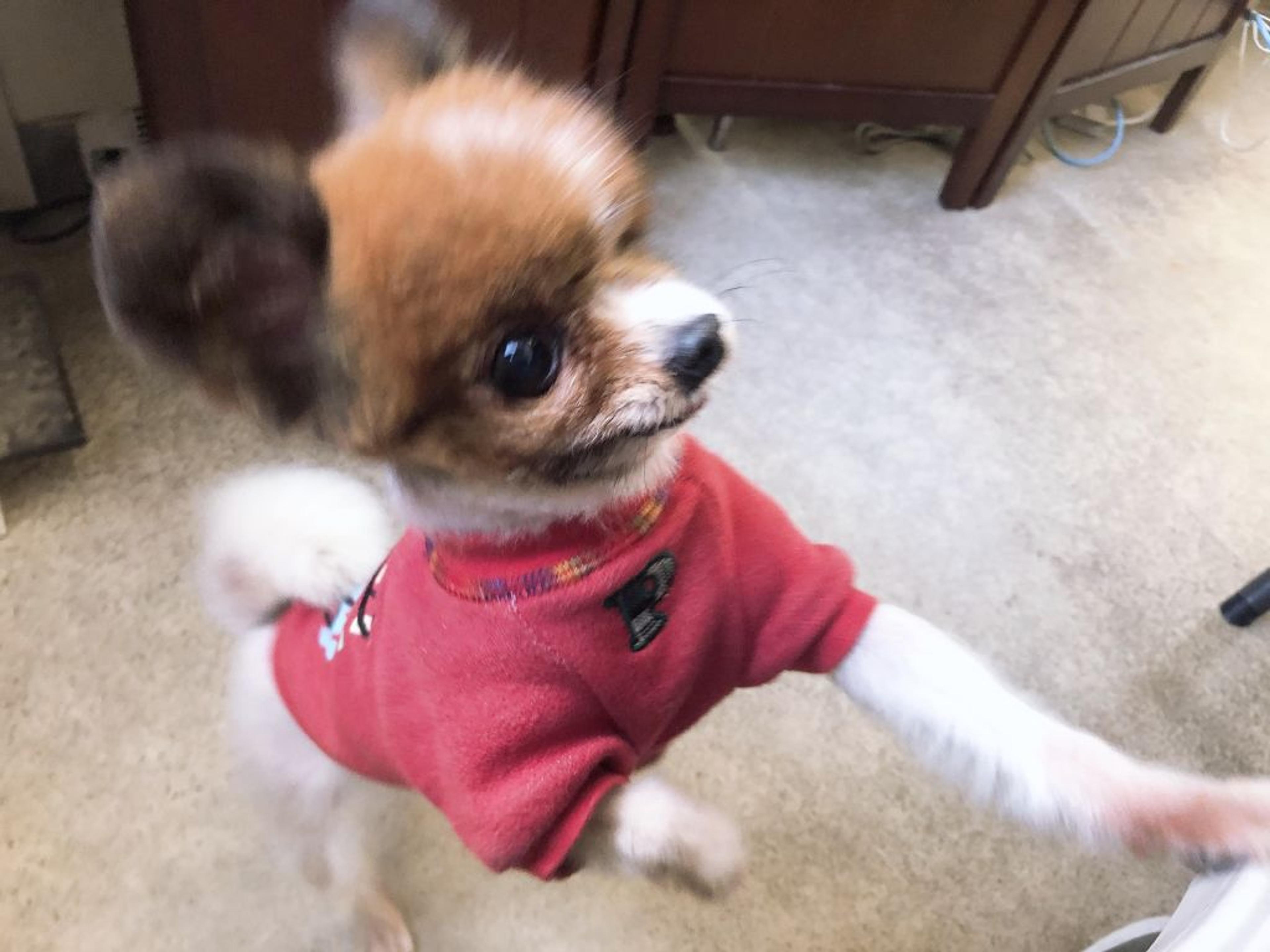 pet-image-2