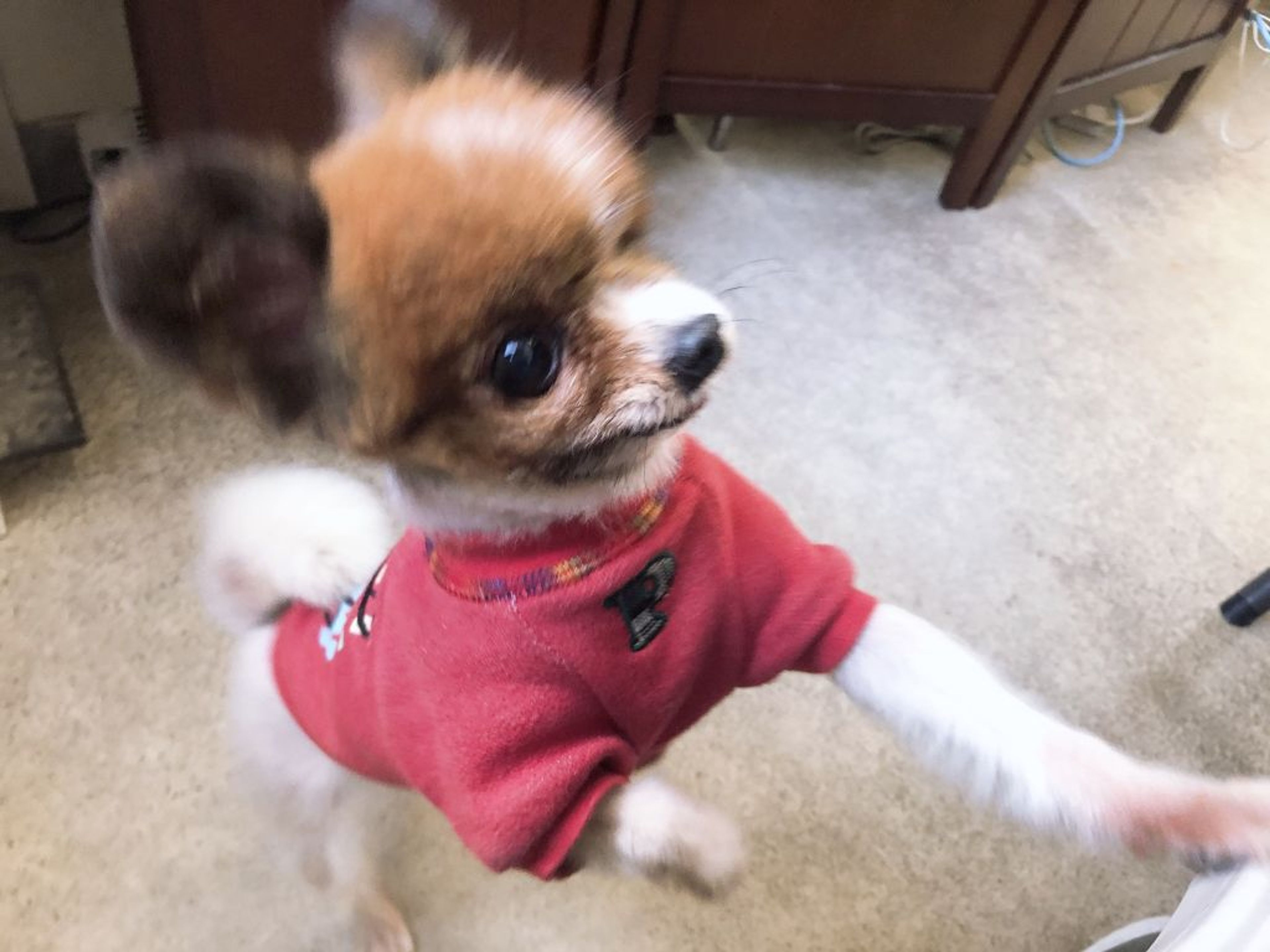 pet-image-2