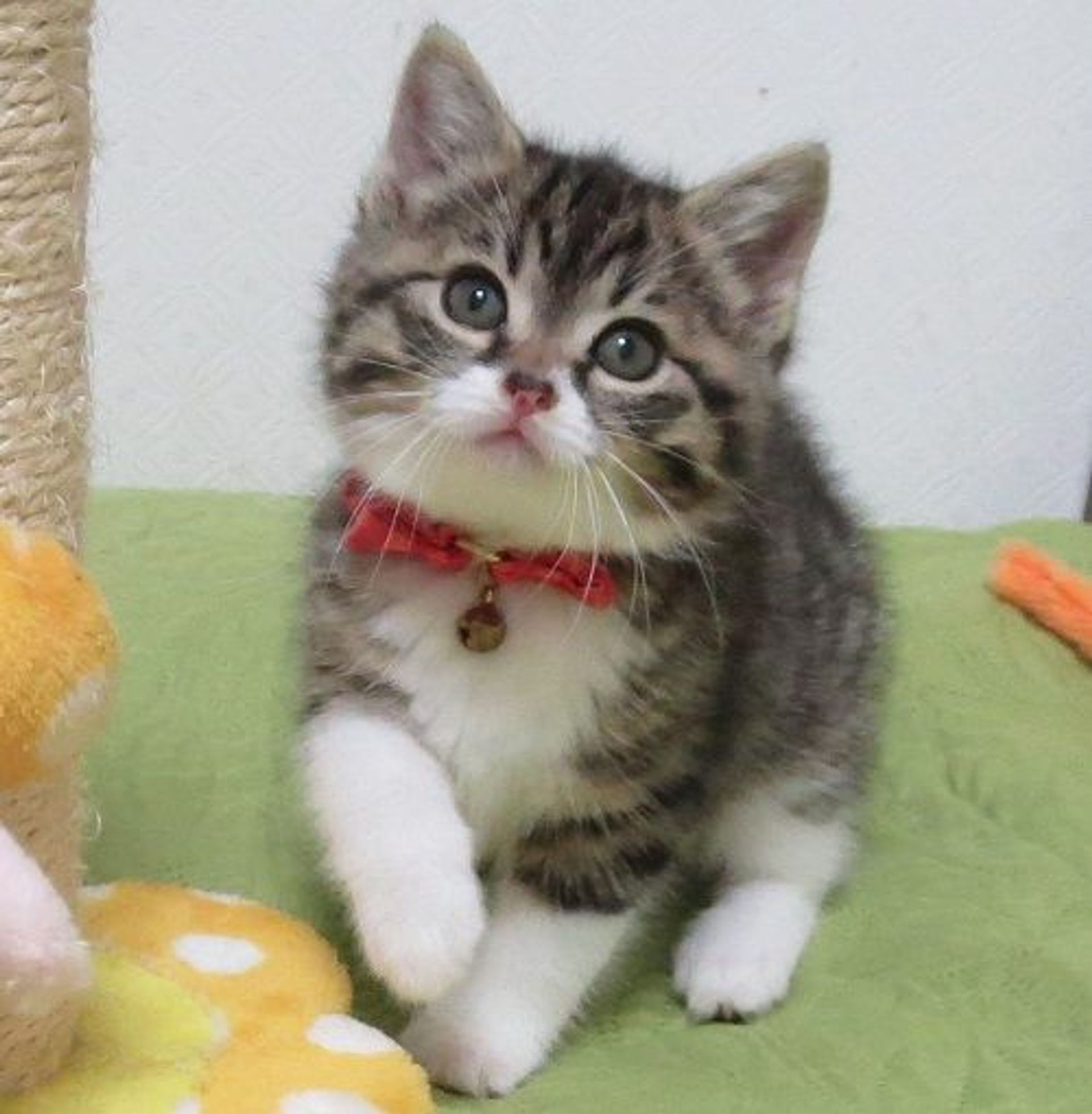 雑種（ミックス猫）・メスの里親募集の写真
