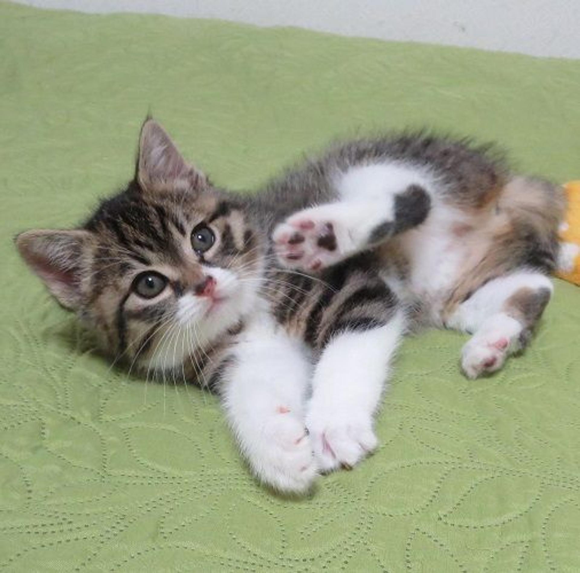 pet-image-2