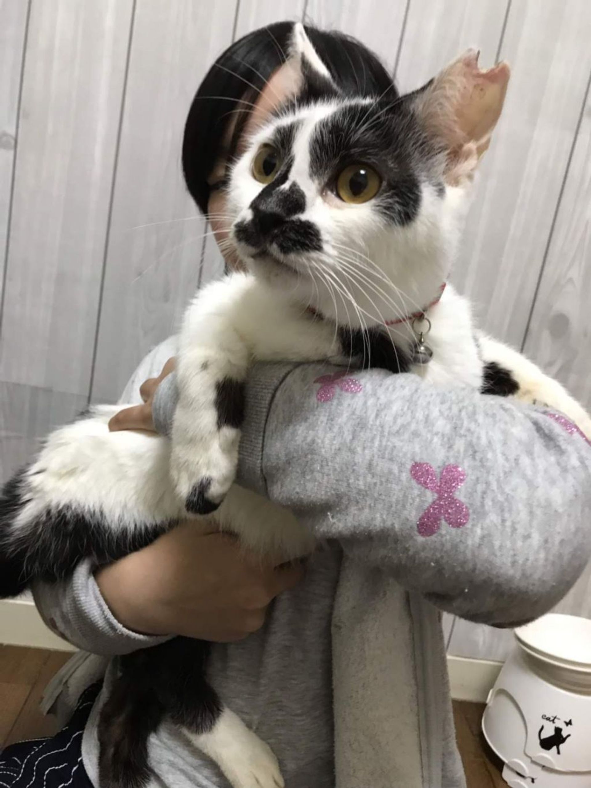 雑種（ミックス猫）・オスの里親募集の写真