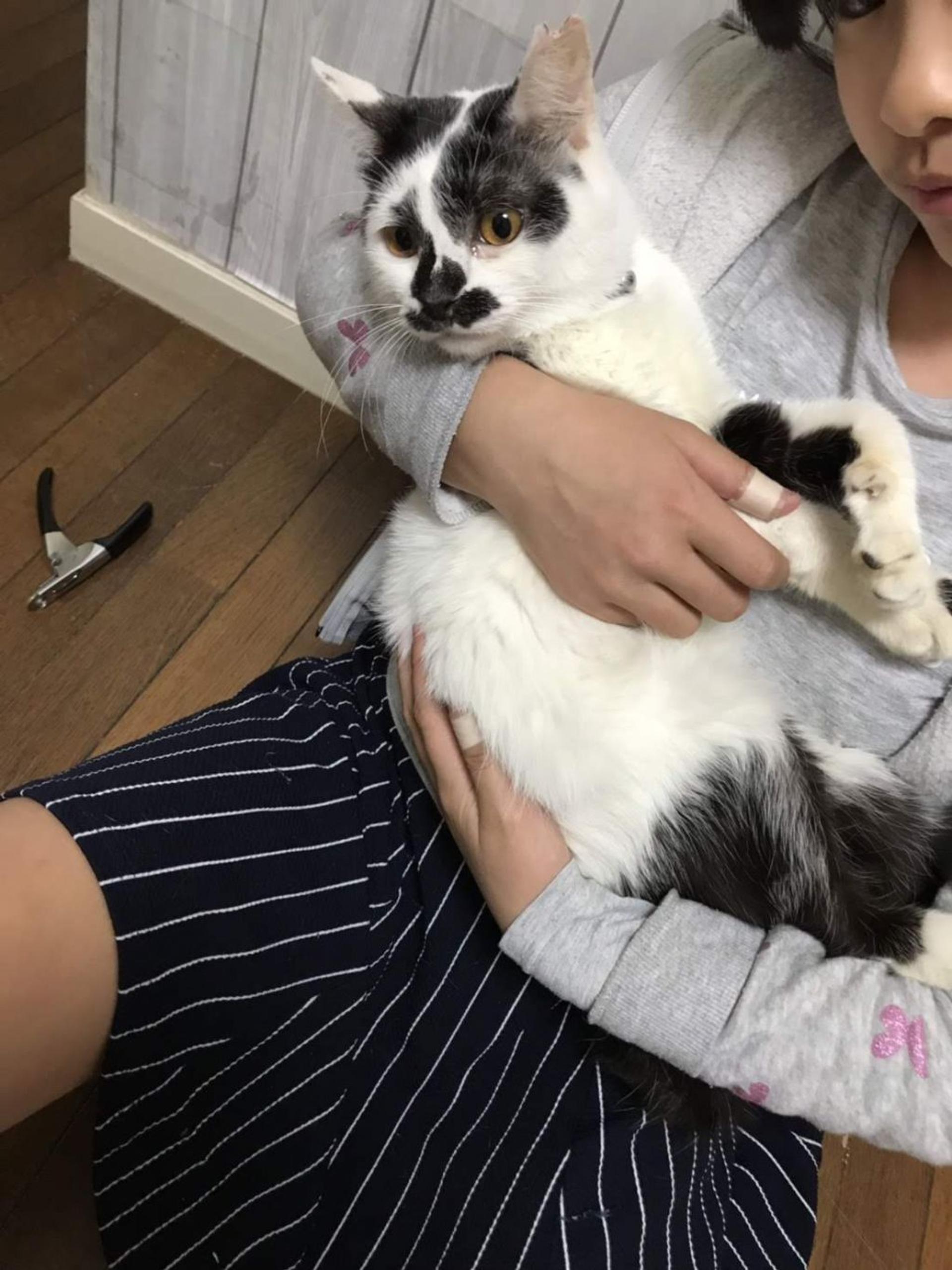 pet-image-3