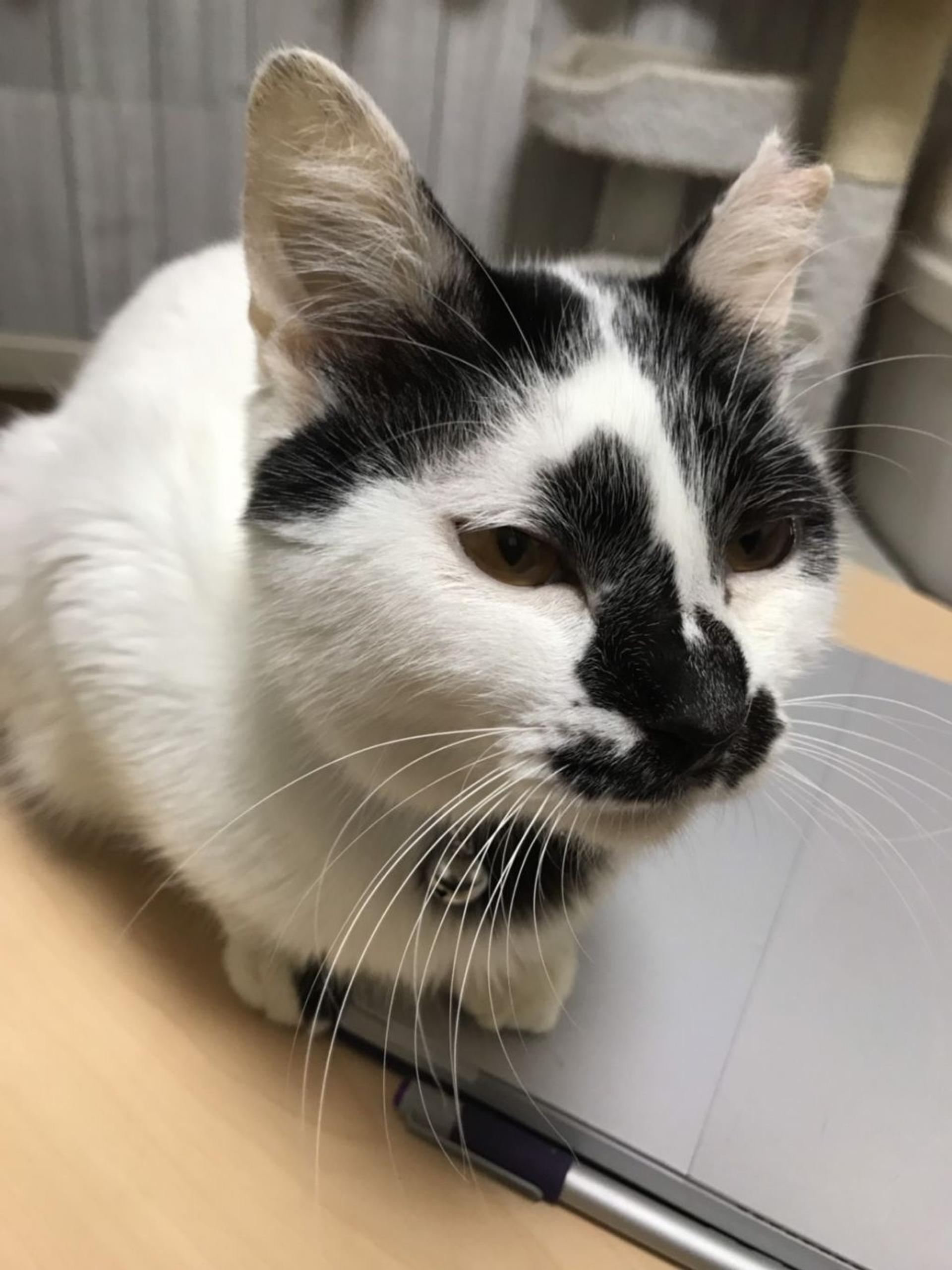 pet-image-6