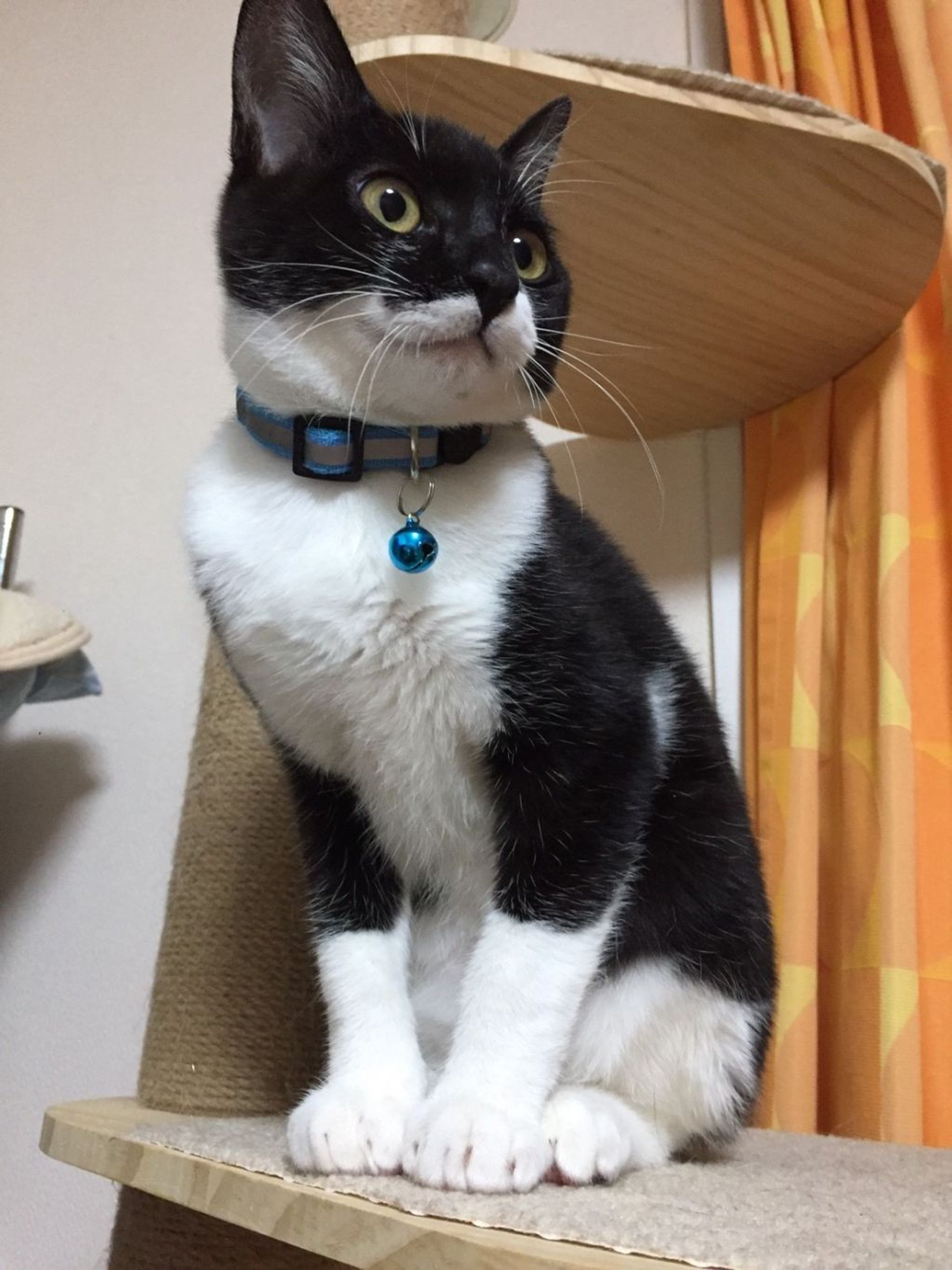 雑種（ミックス猫）・オスの里親募集の写真