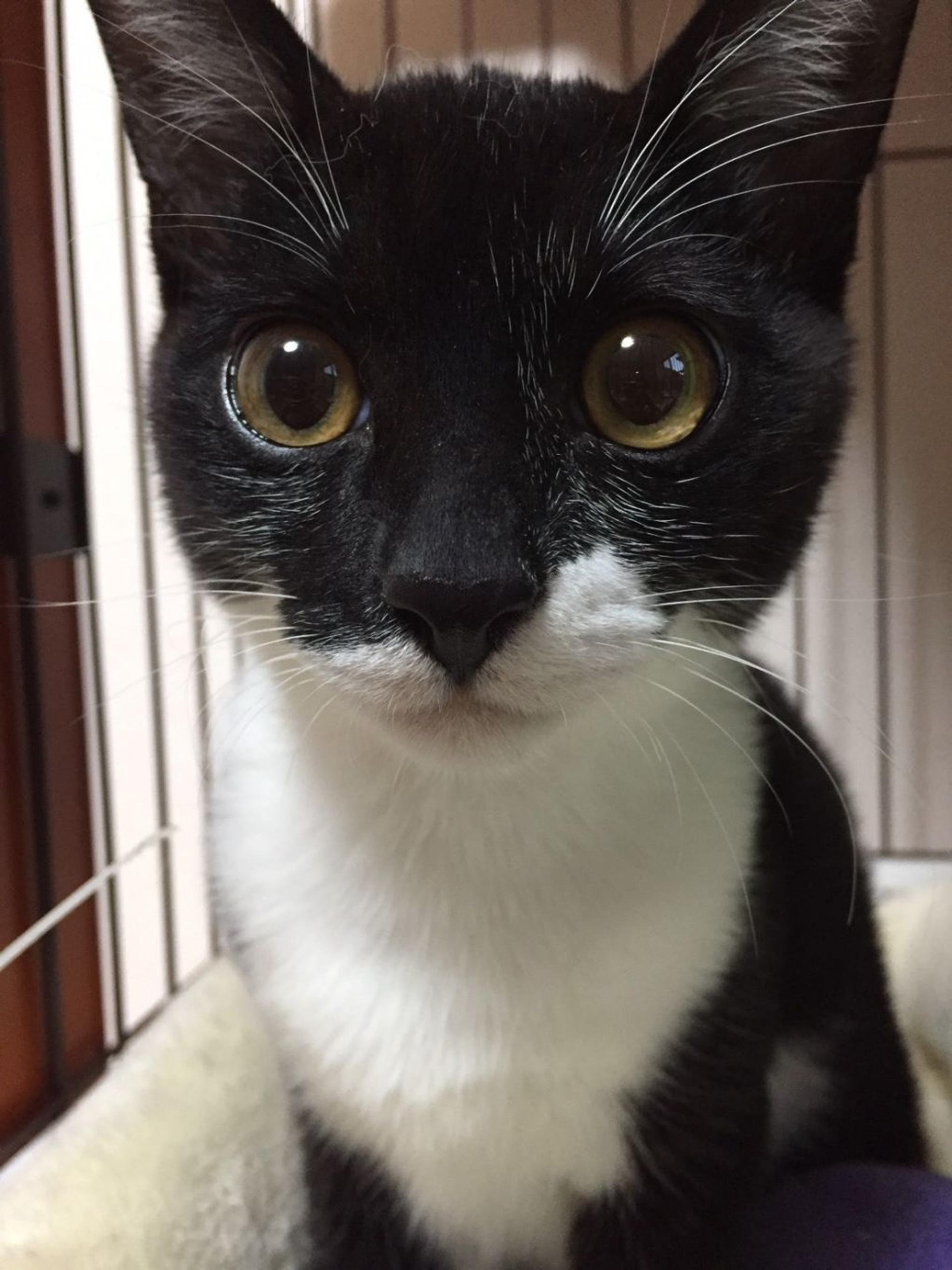 pet-image-2