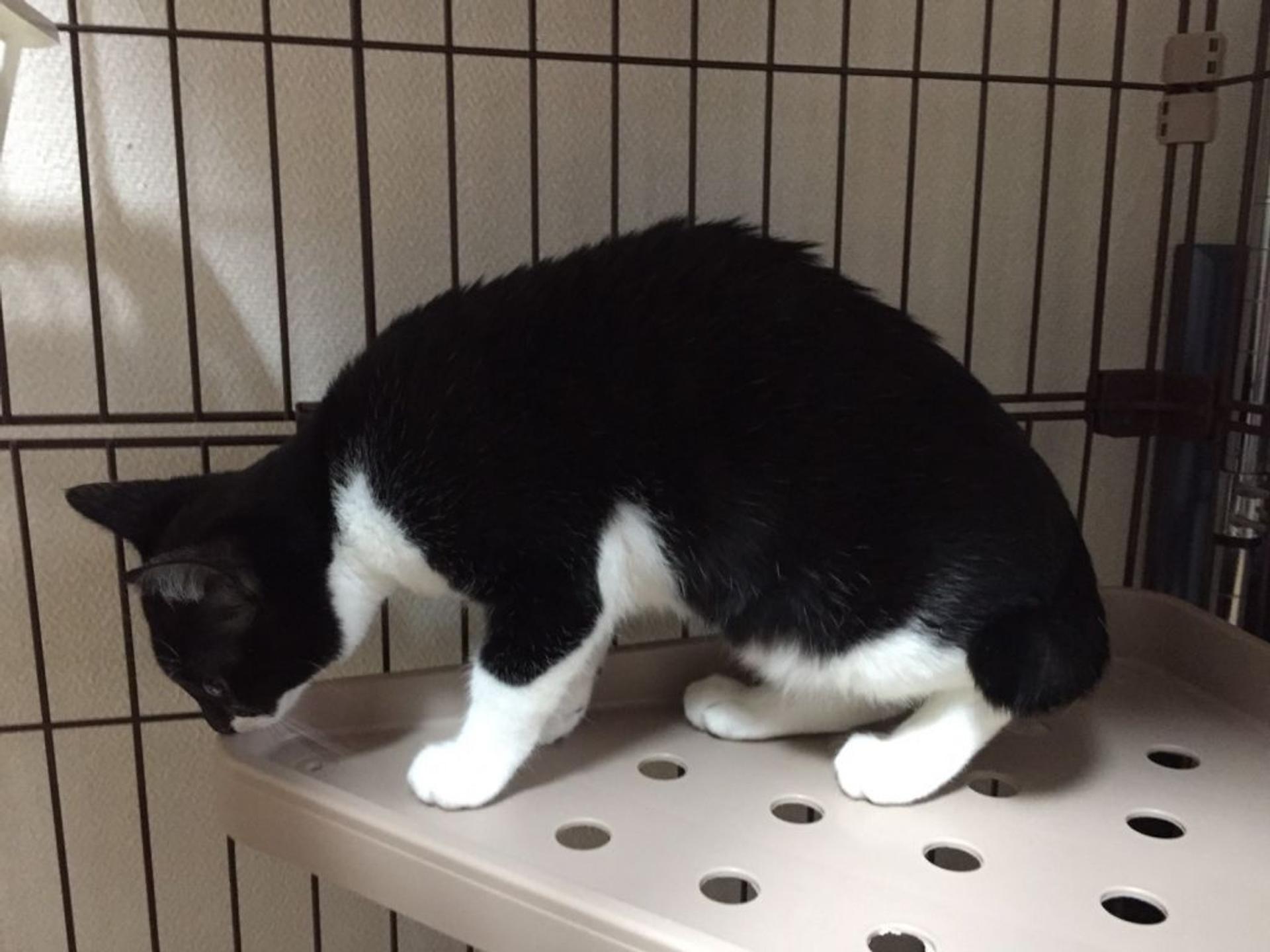 pet-image-5