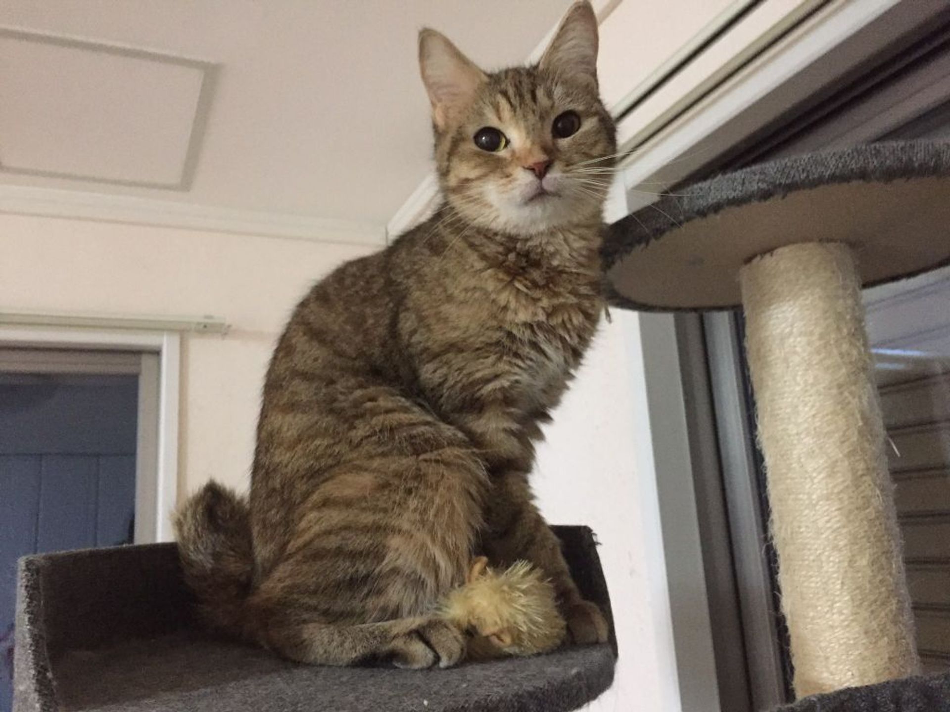 雑種（ミックス猫）・メスの里親募集の写真