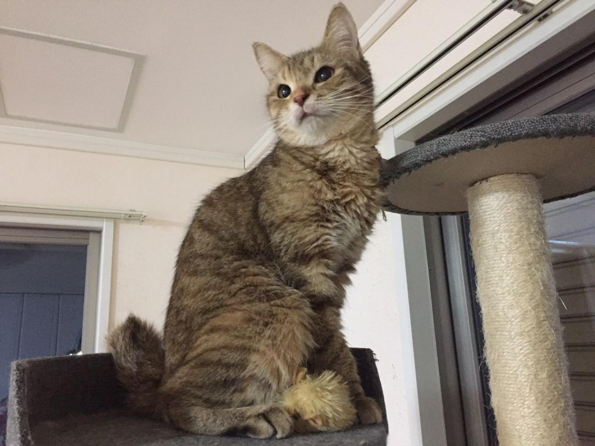 pet-image-3