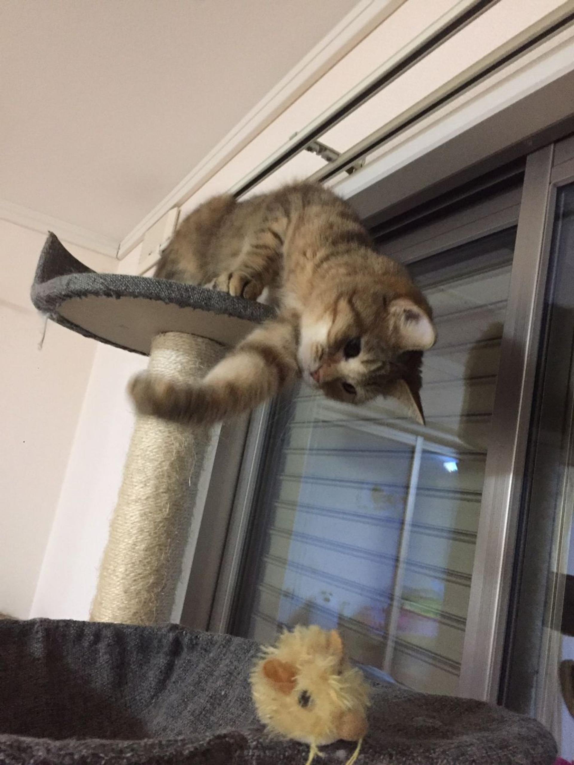 pet-image-4