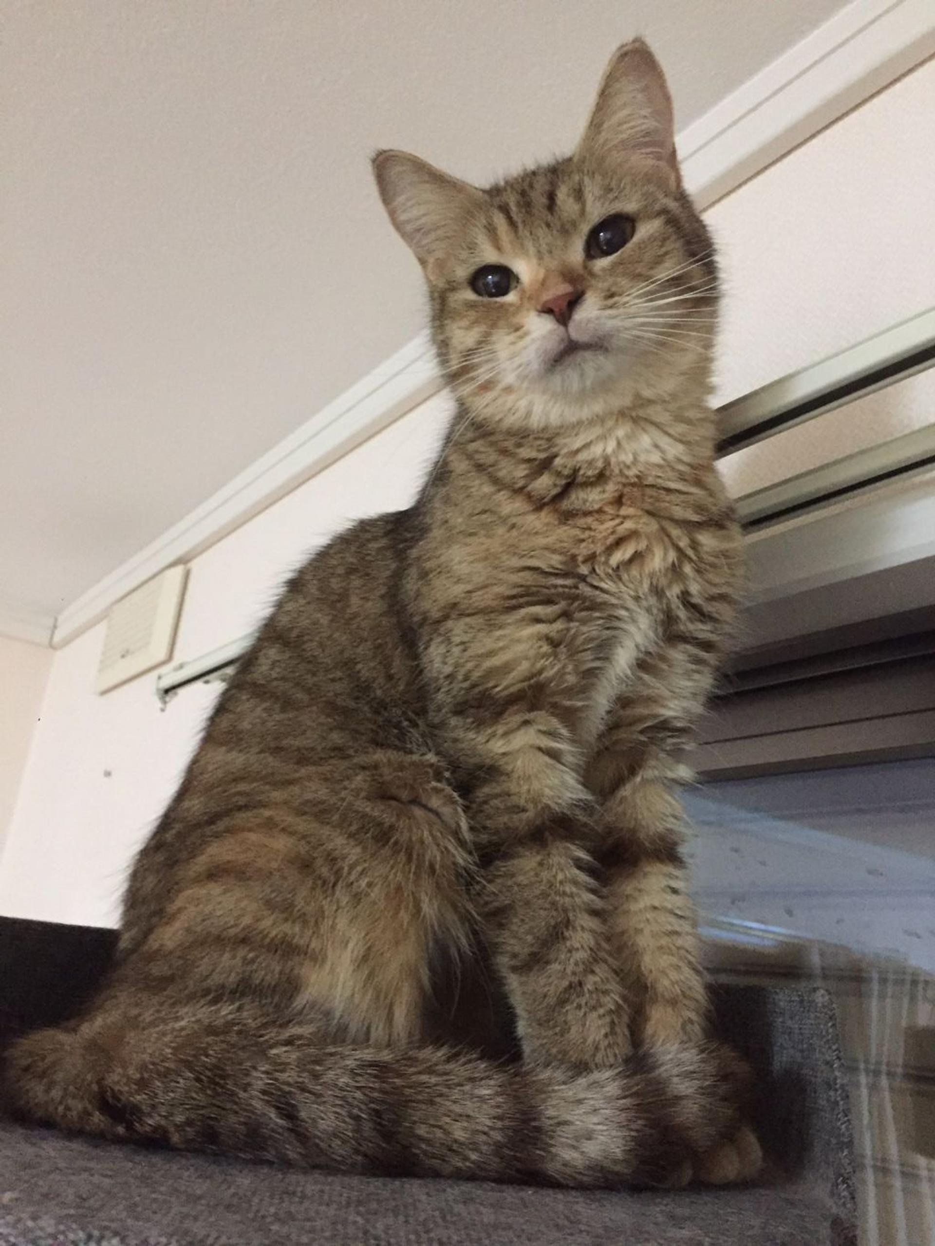pet-image-5