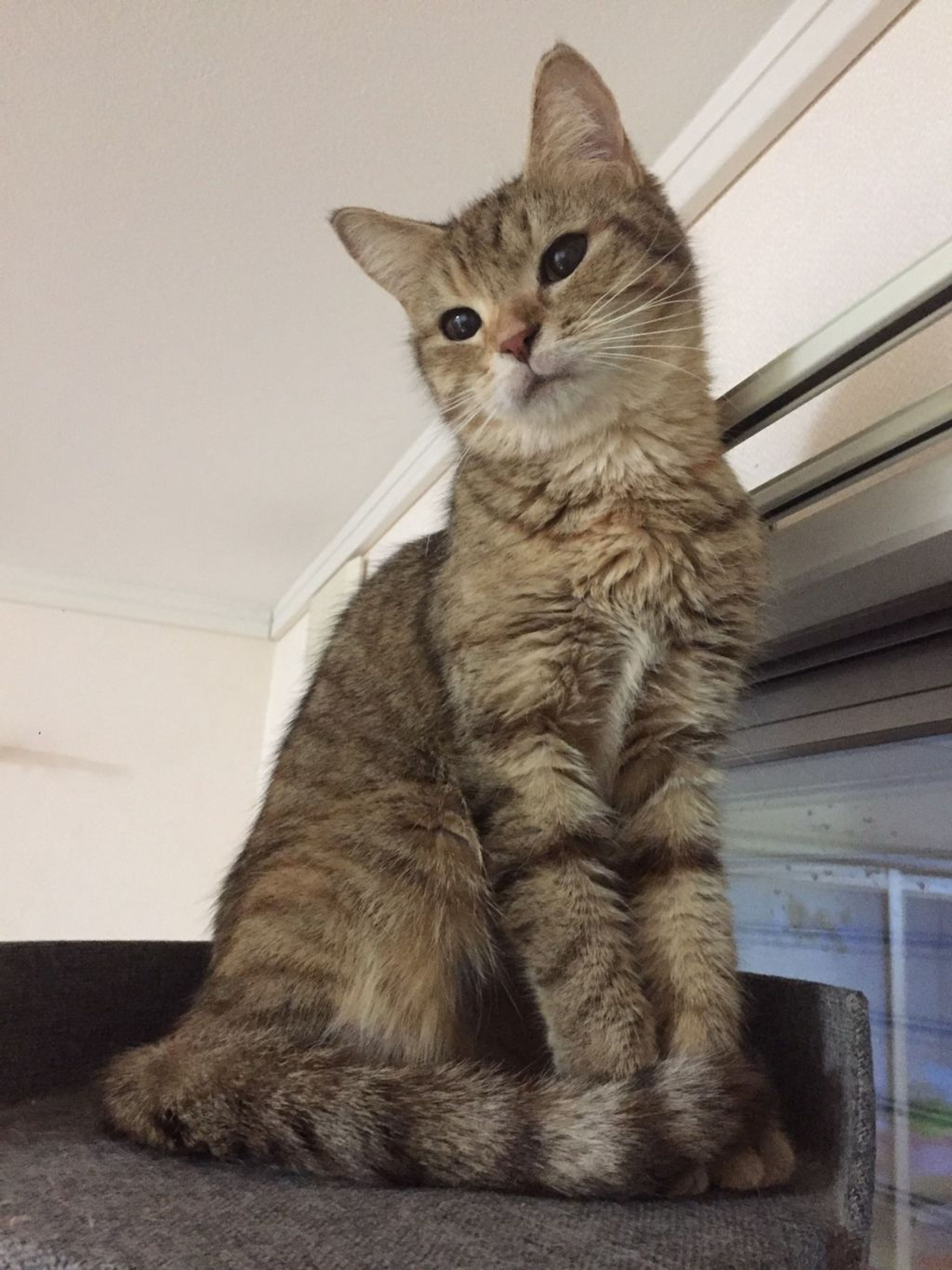 pet-image-6