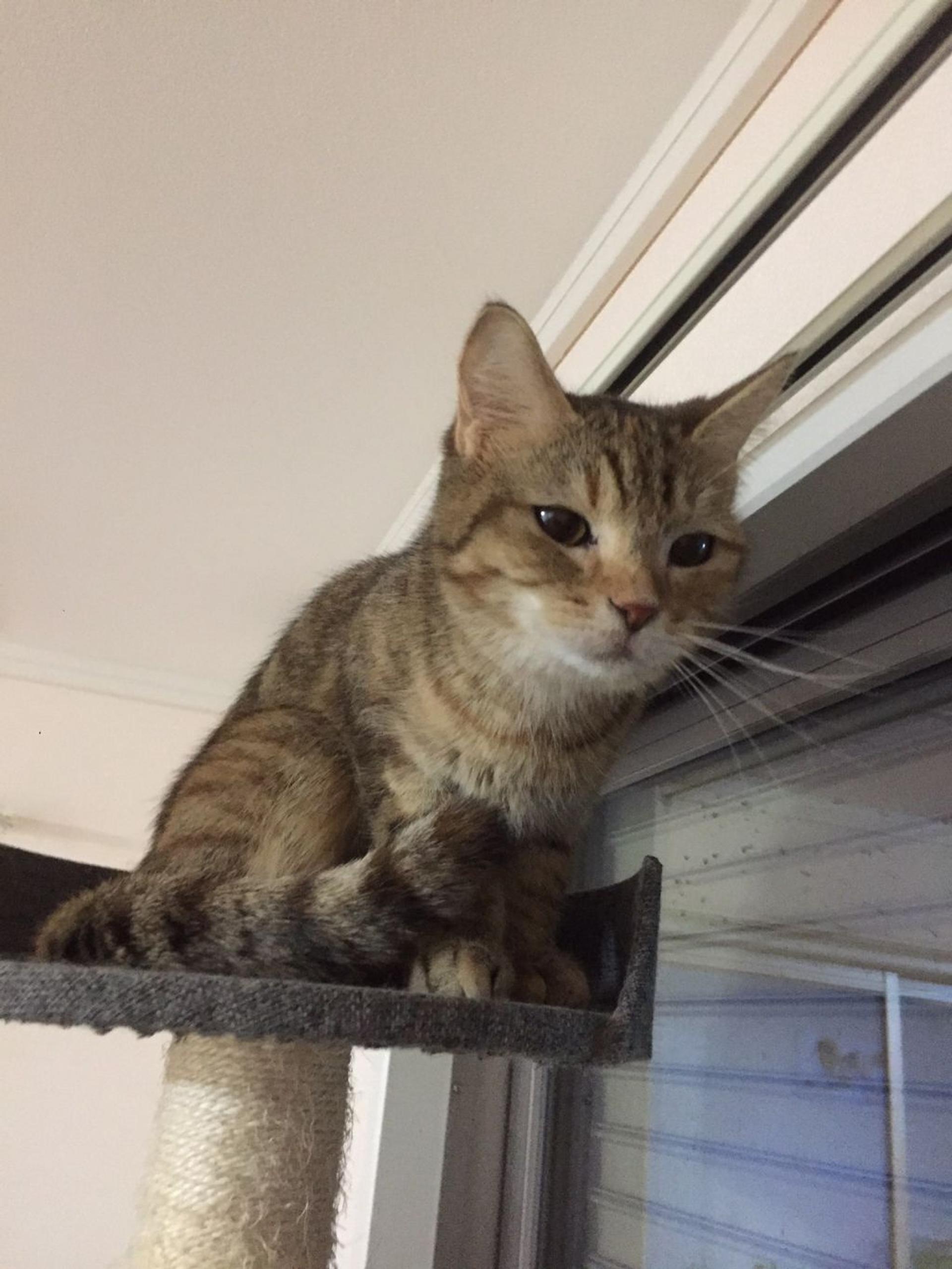 pet-image-7