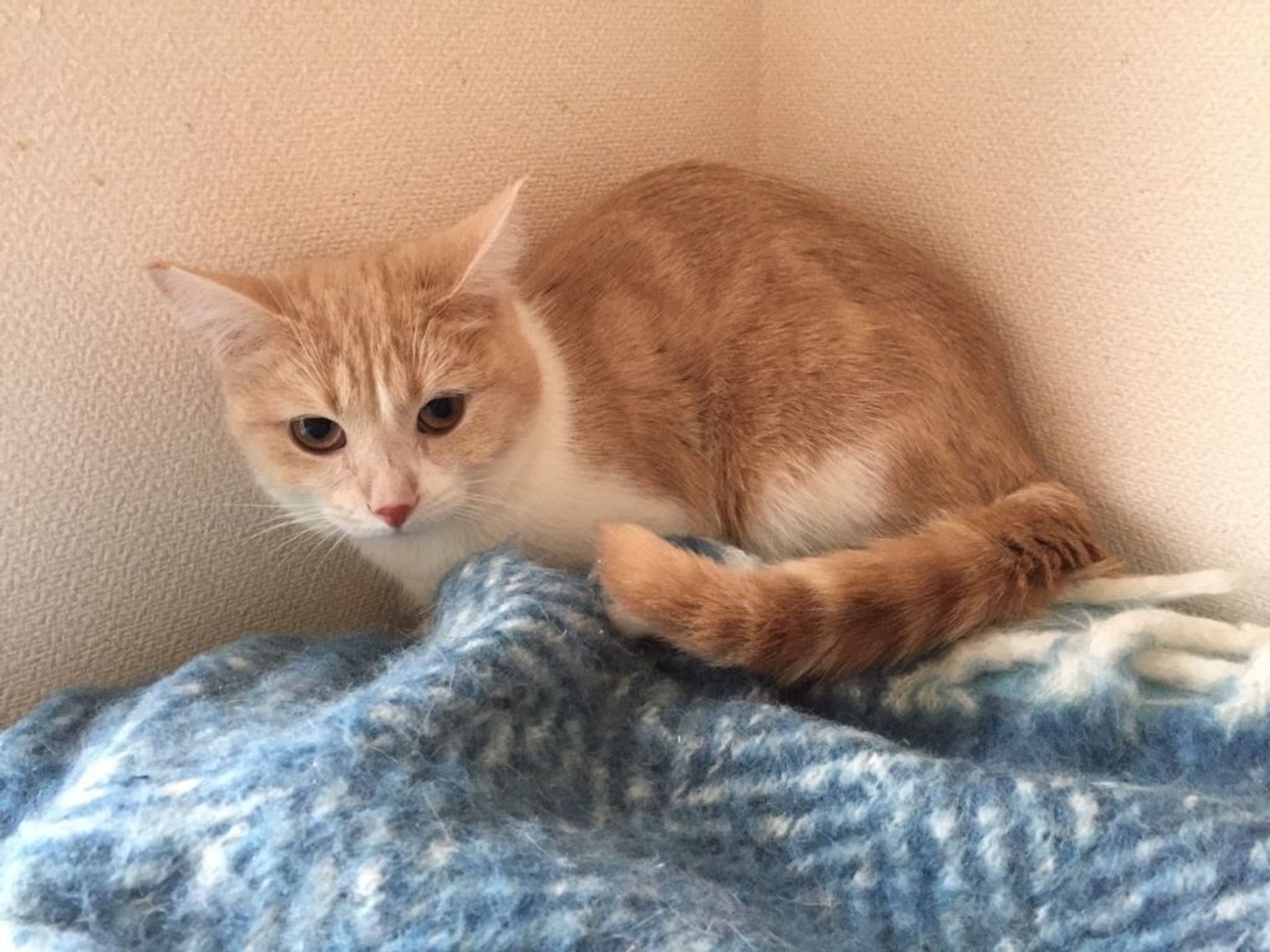 雑種（ミックス猫）・オスの里親募集の写真