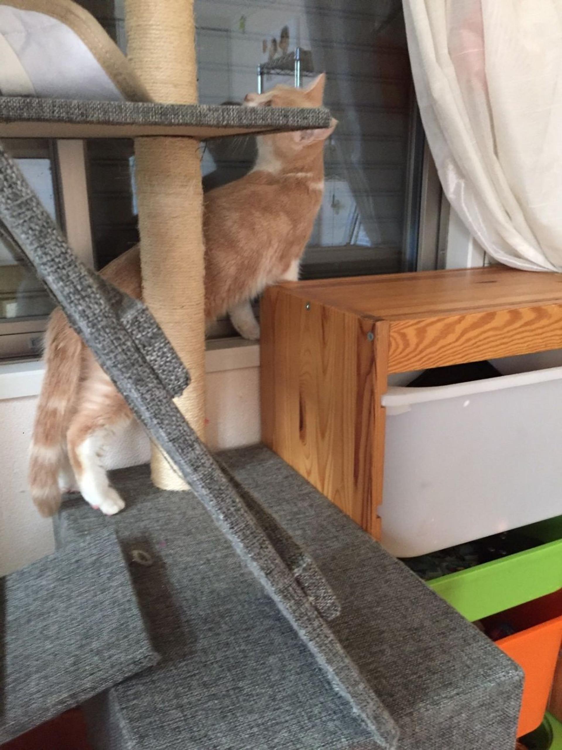 pet-image-4