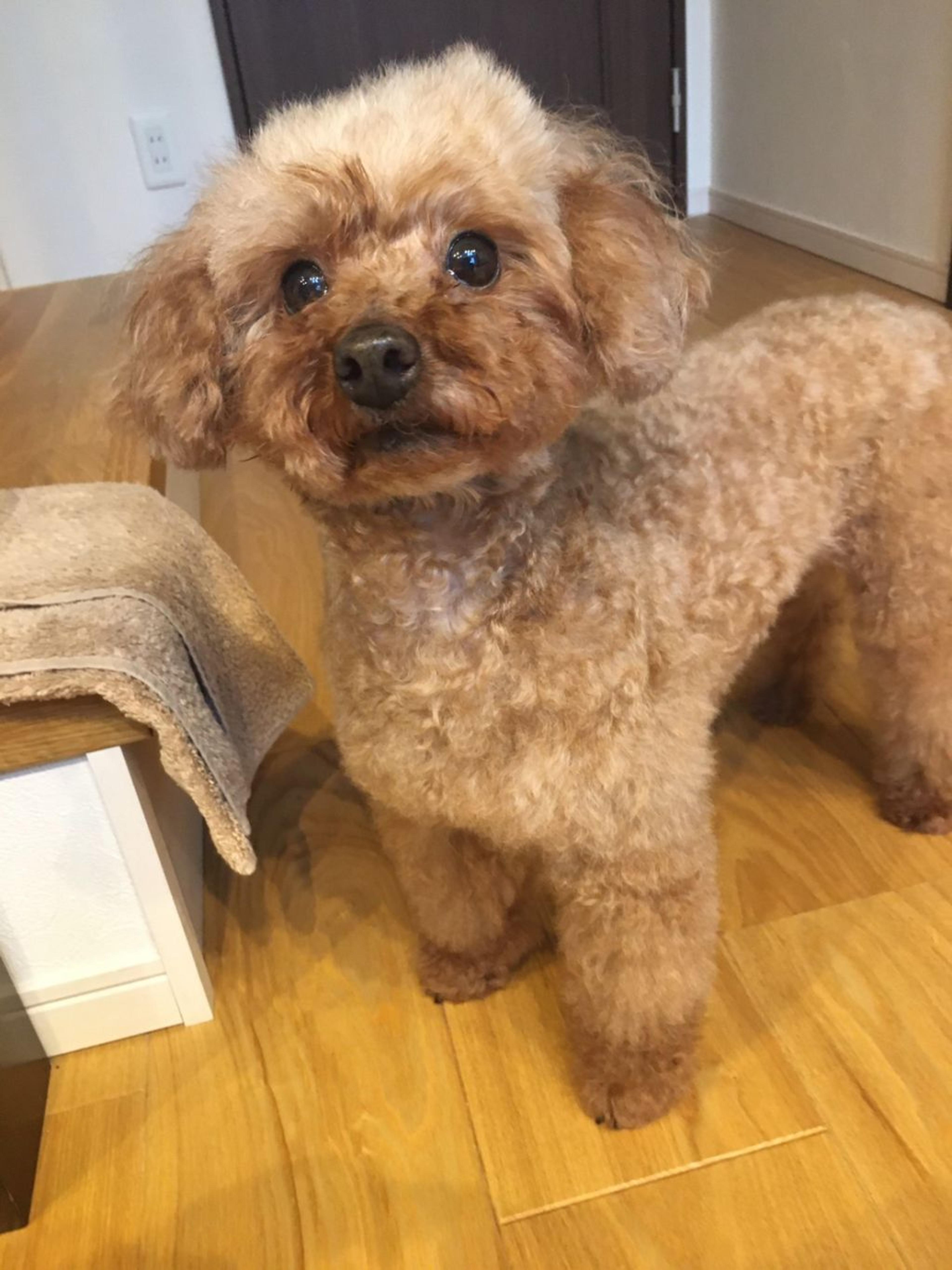 pet-image-2