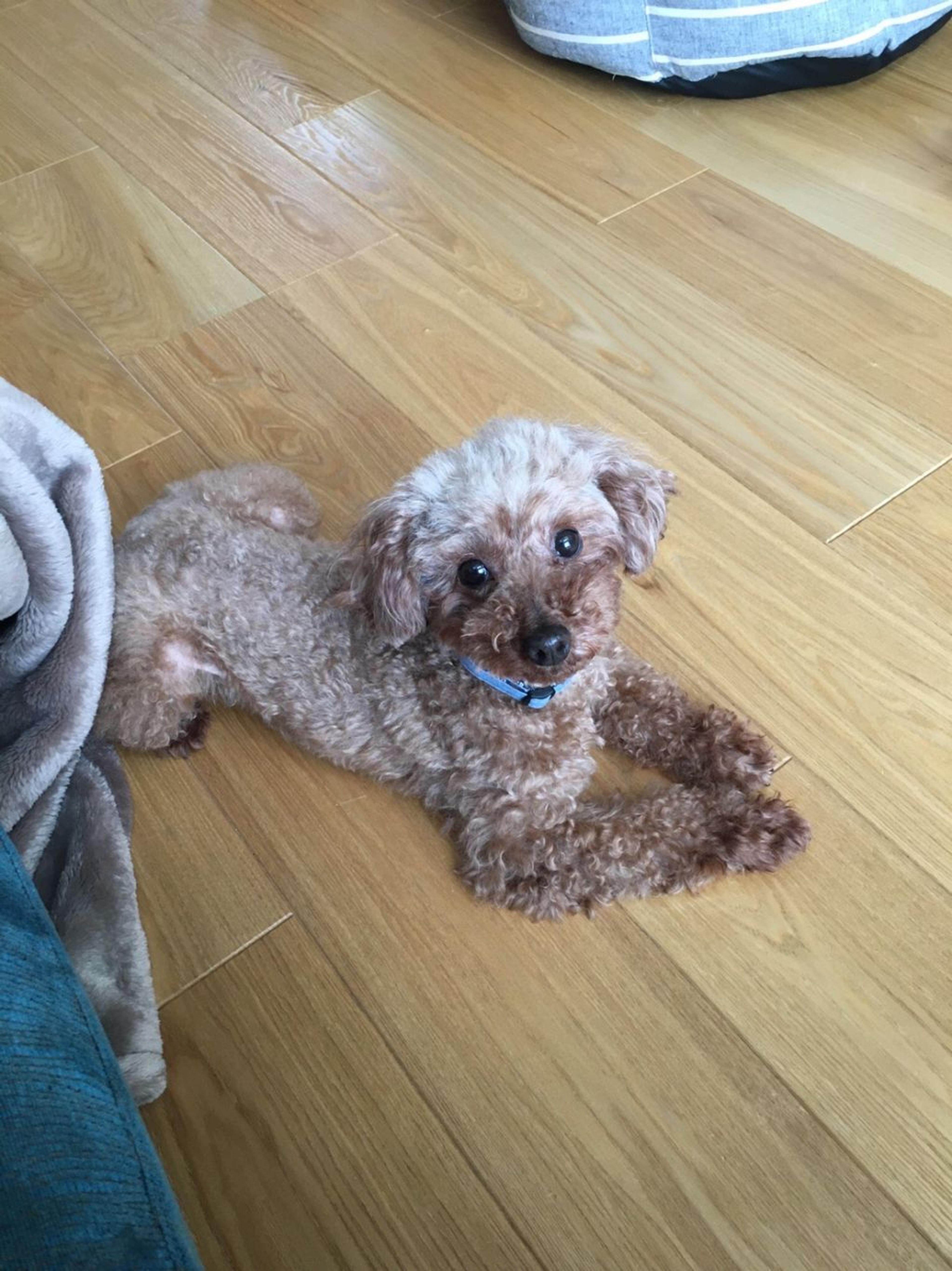 pet-image-3
