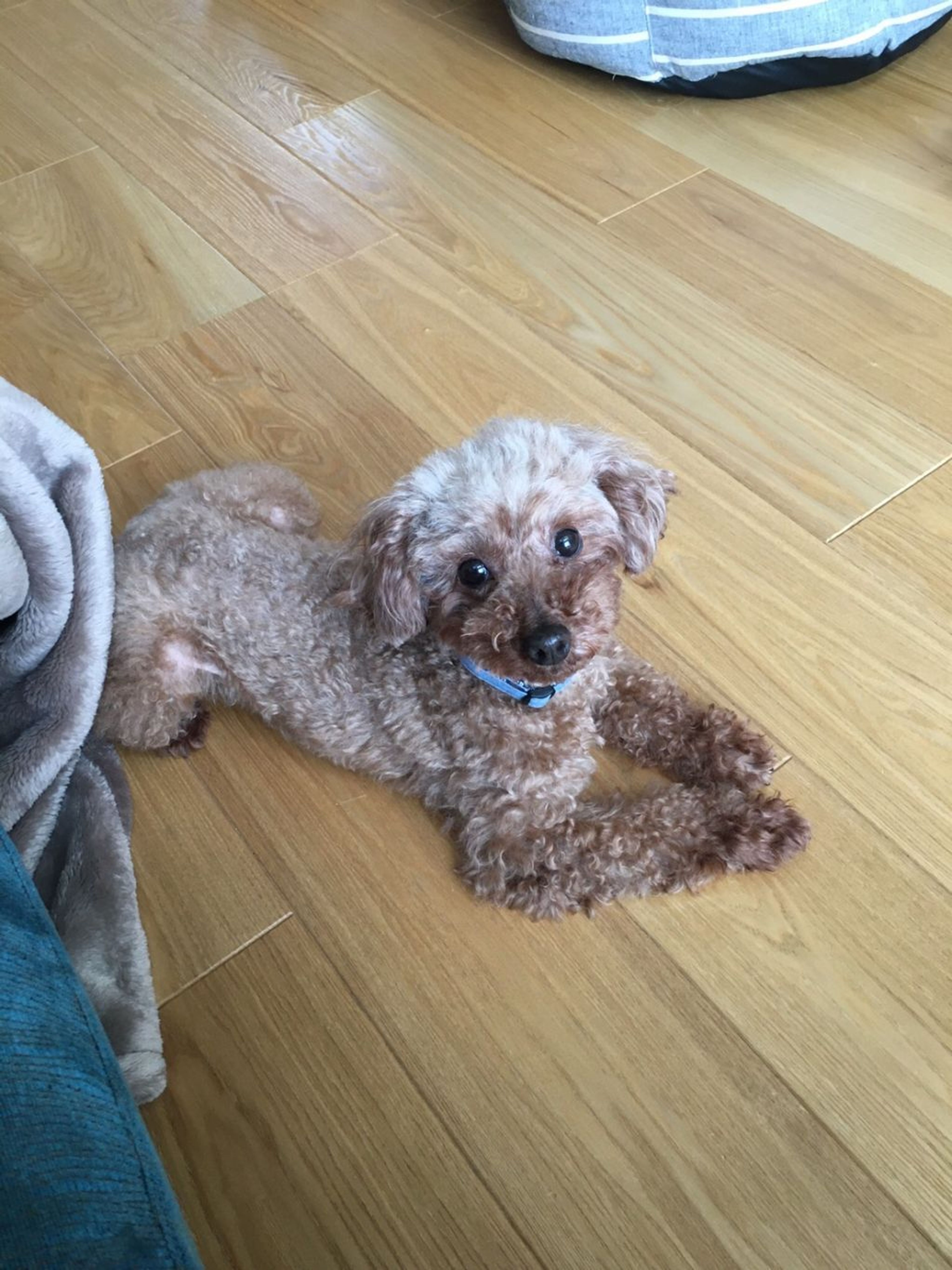 pet-image-3