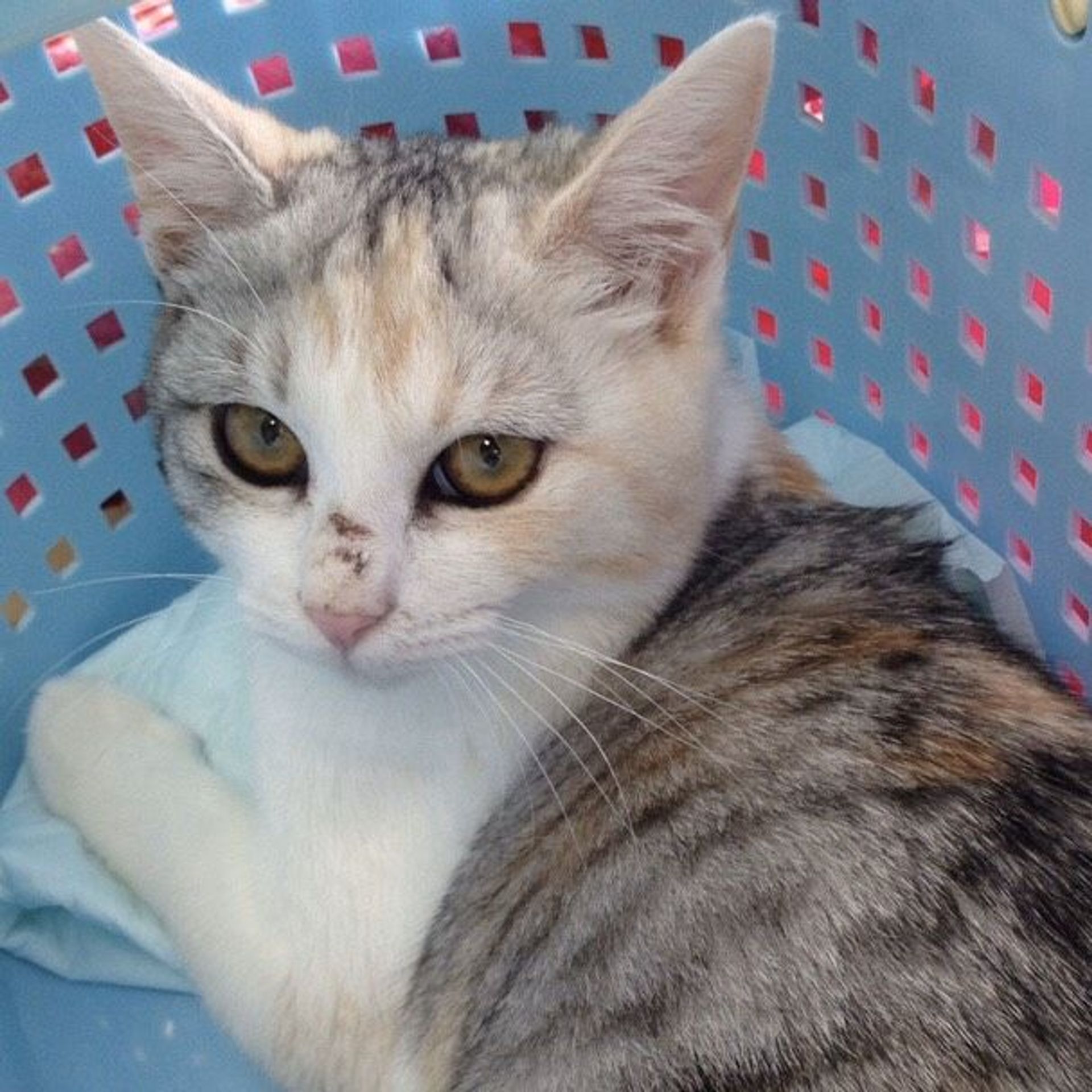 雑種（ミックス猫）・メスの里親募集の写真