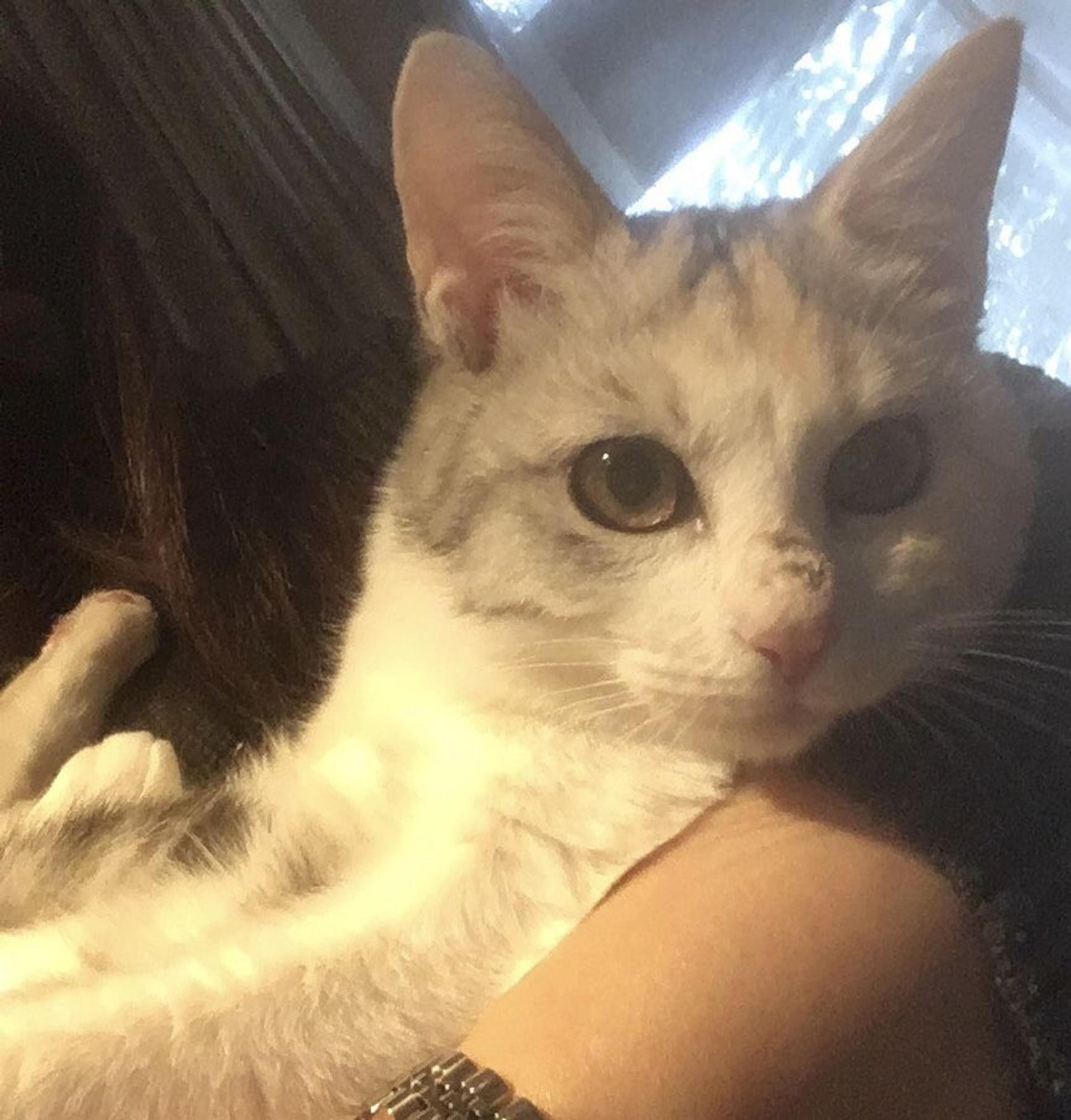 pet-image-8