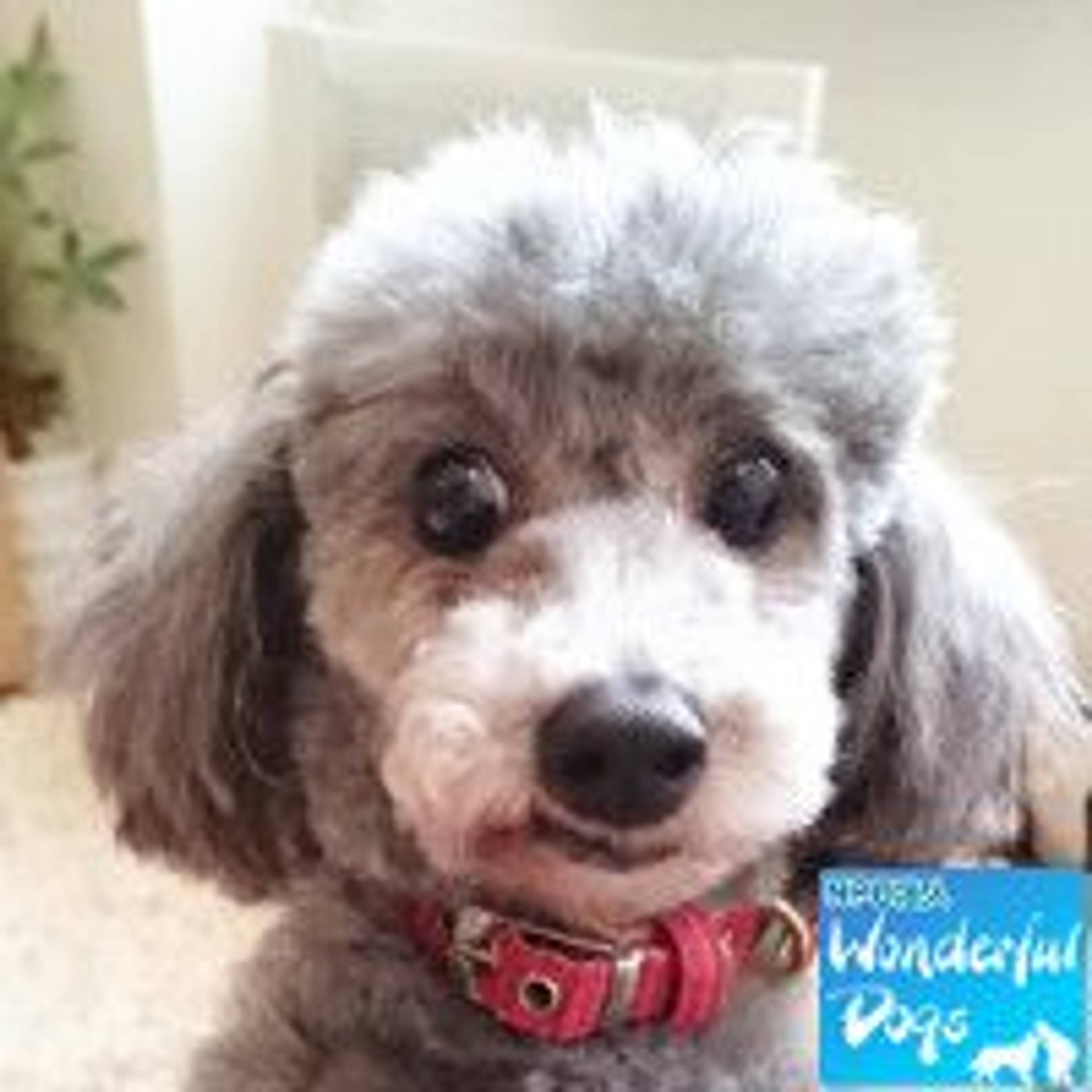 トイプードル・メスの里親募集の写真