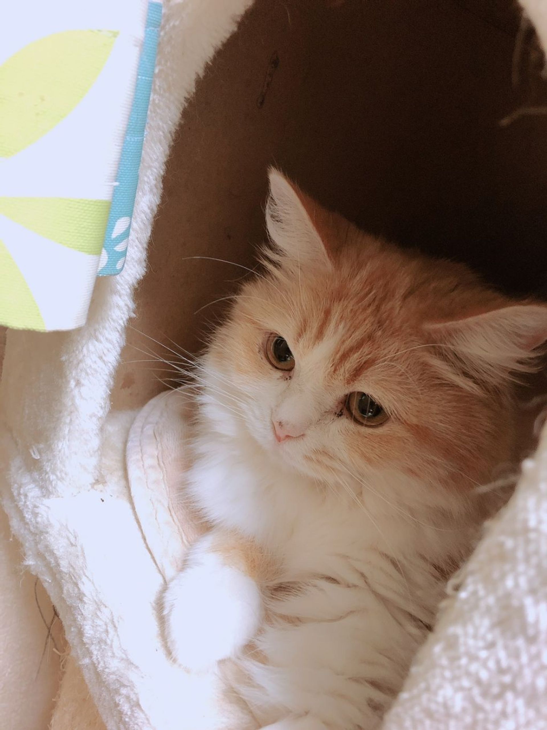 雑種（ミックス猫）・メスの里親募集の写真