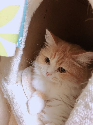 きなこの写真