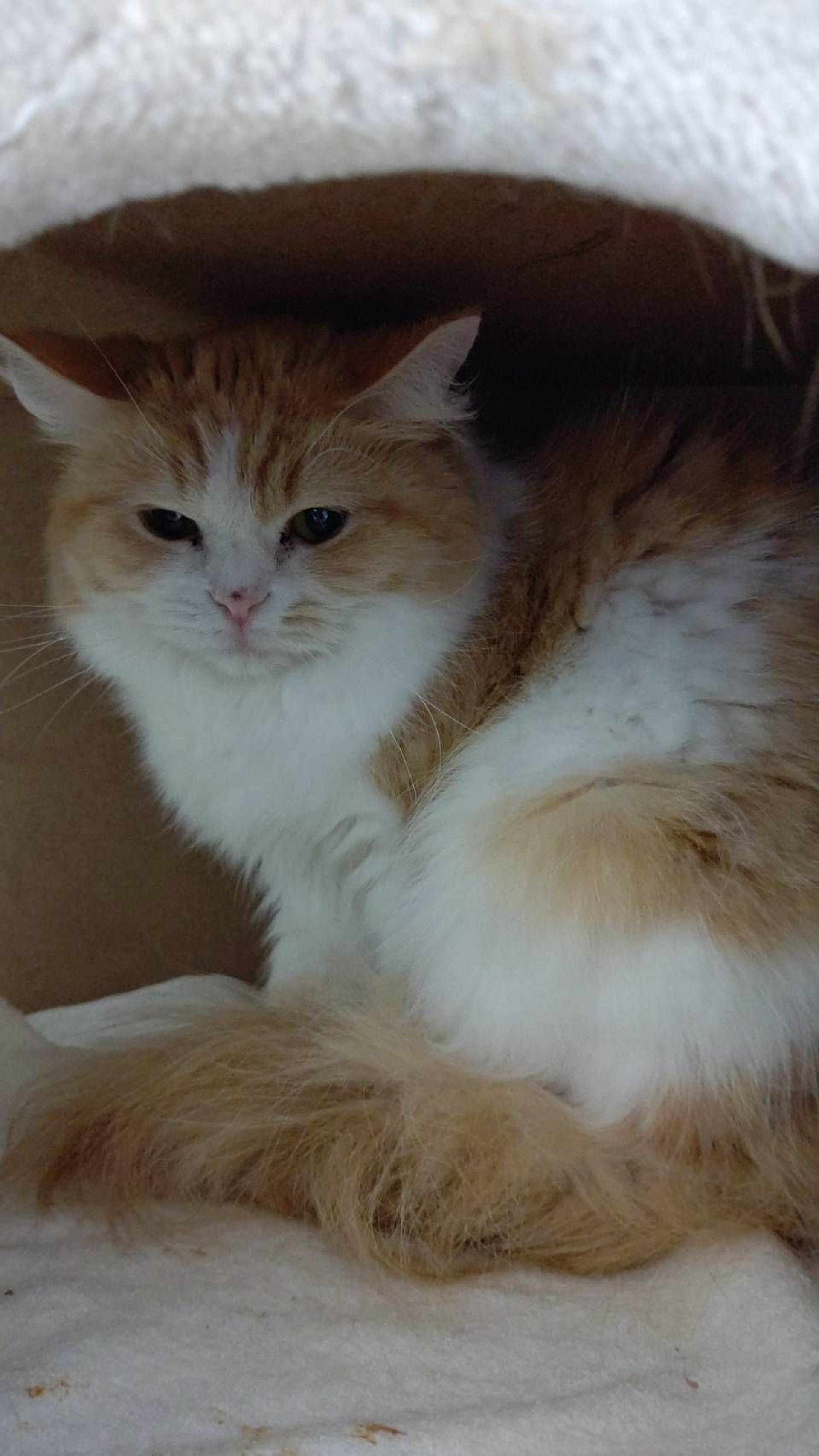 pet-image-2