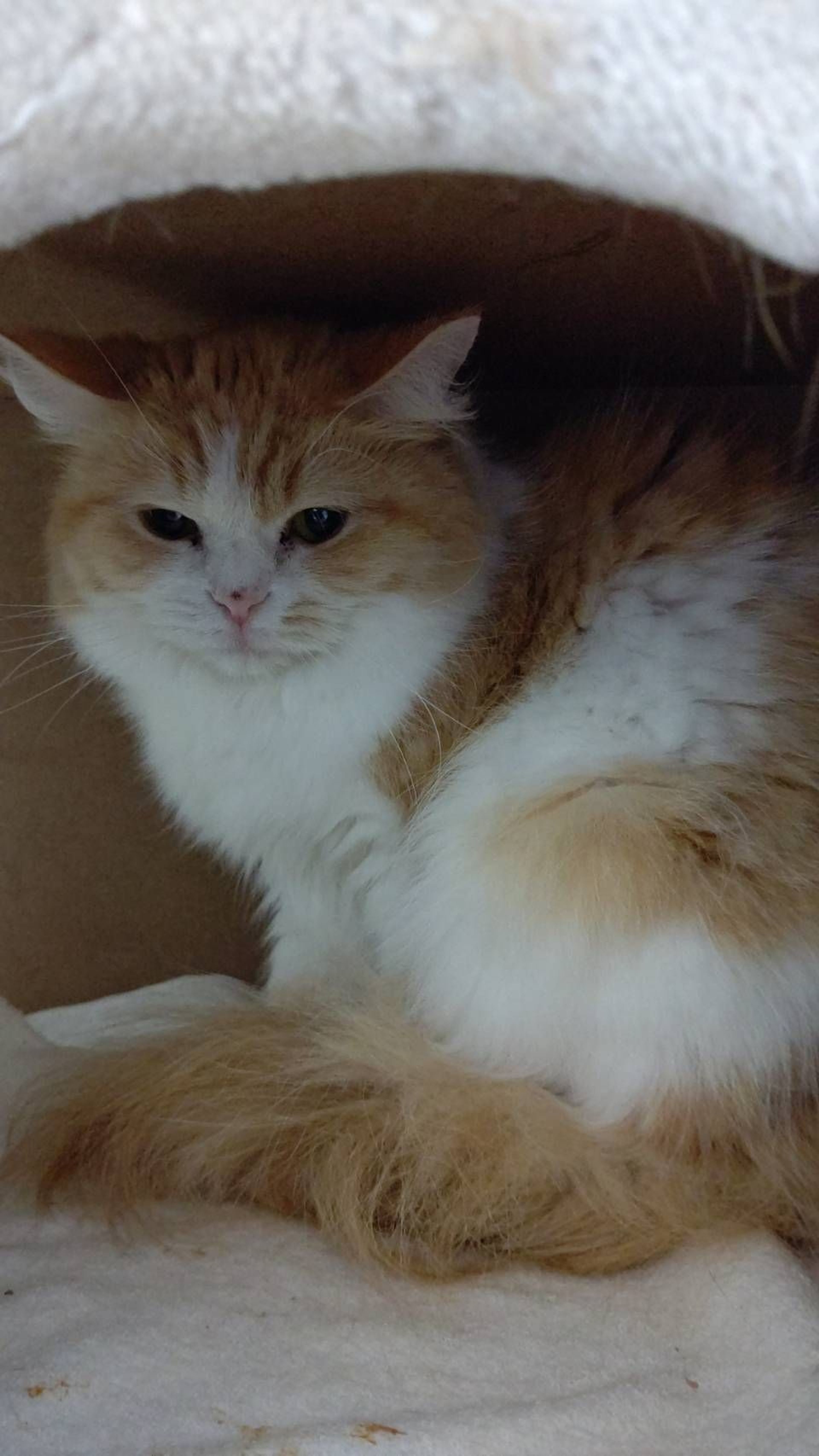 pet-image-2