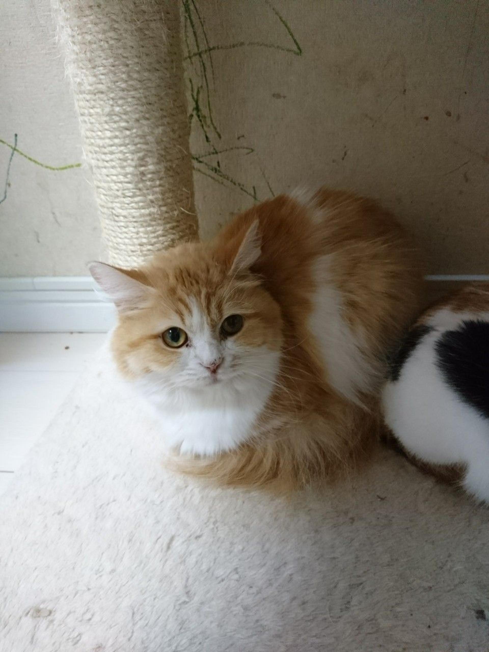 pet-image-3