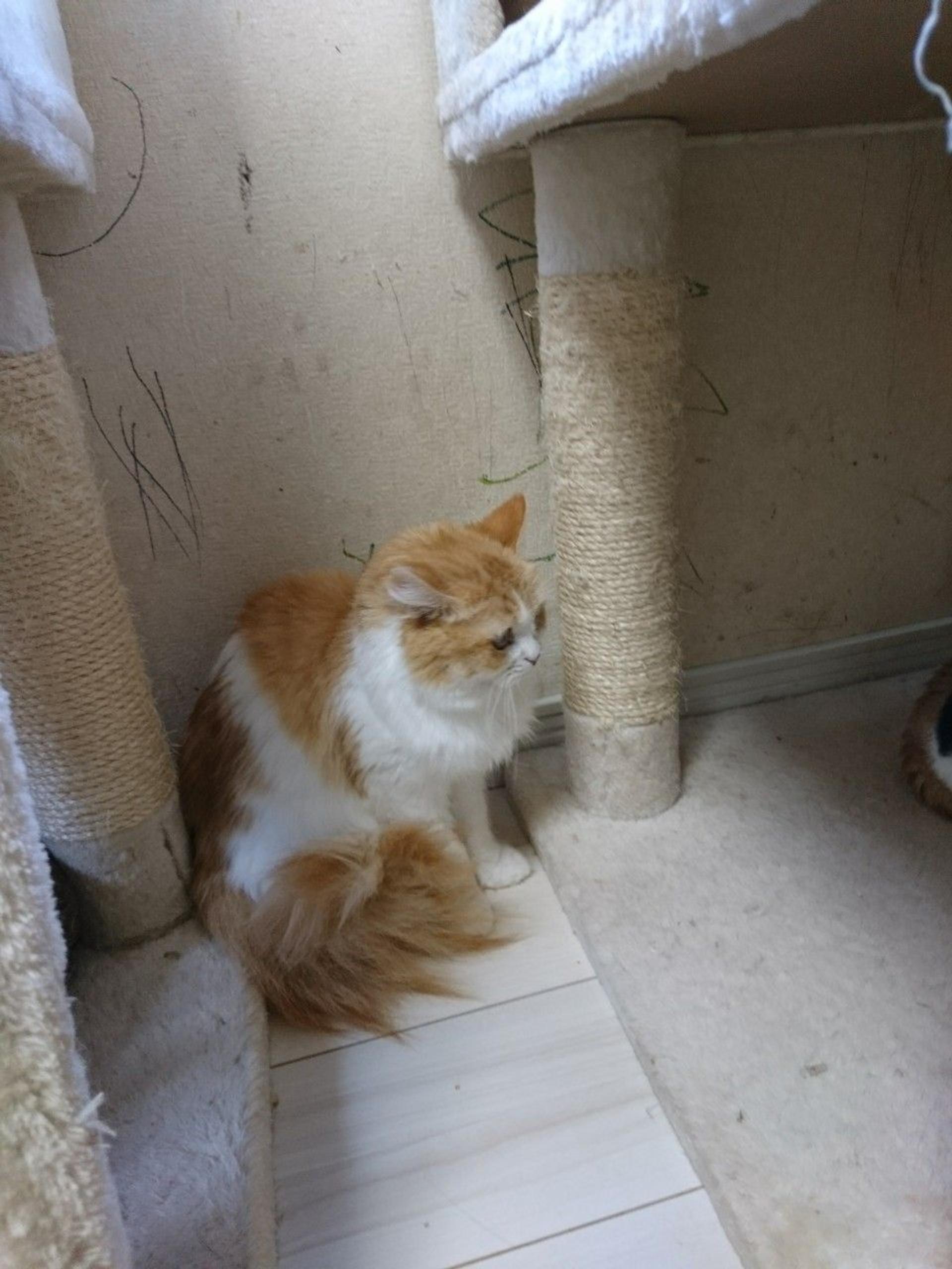 pet-image-5