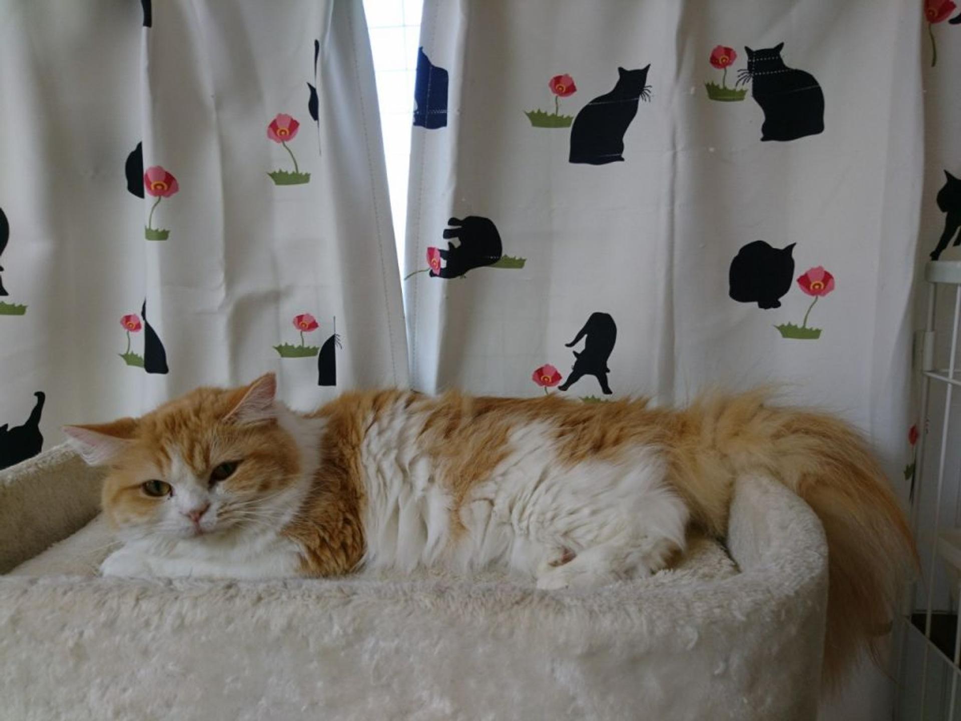 pet-image-7