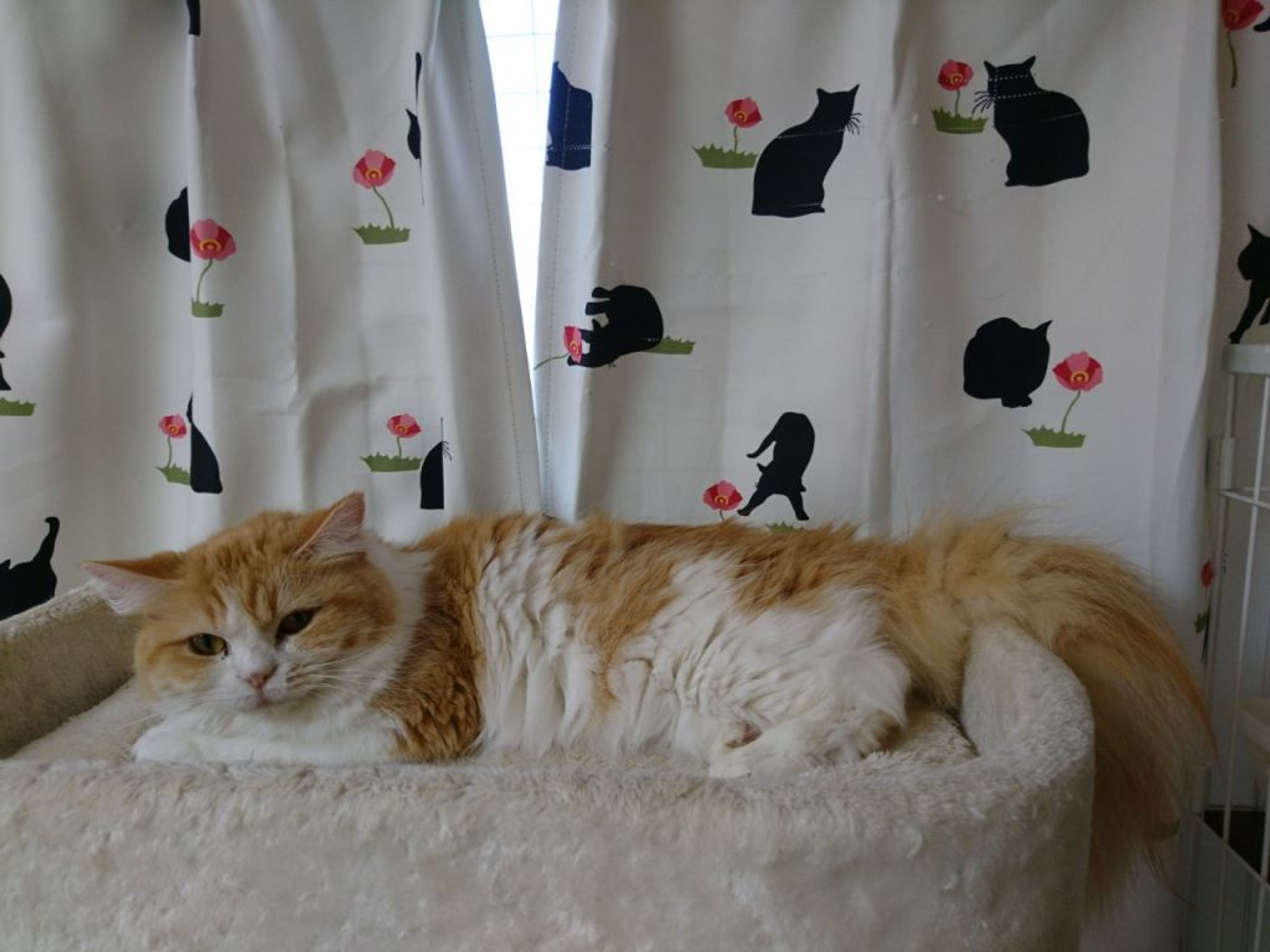 pet-image-7
